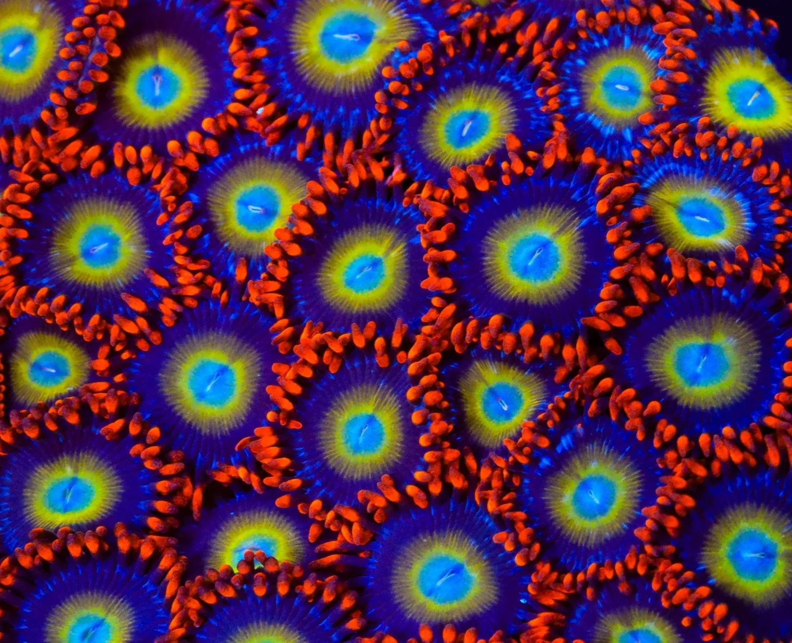 A catalogue zoanthid photograph waiting to be discovered