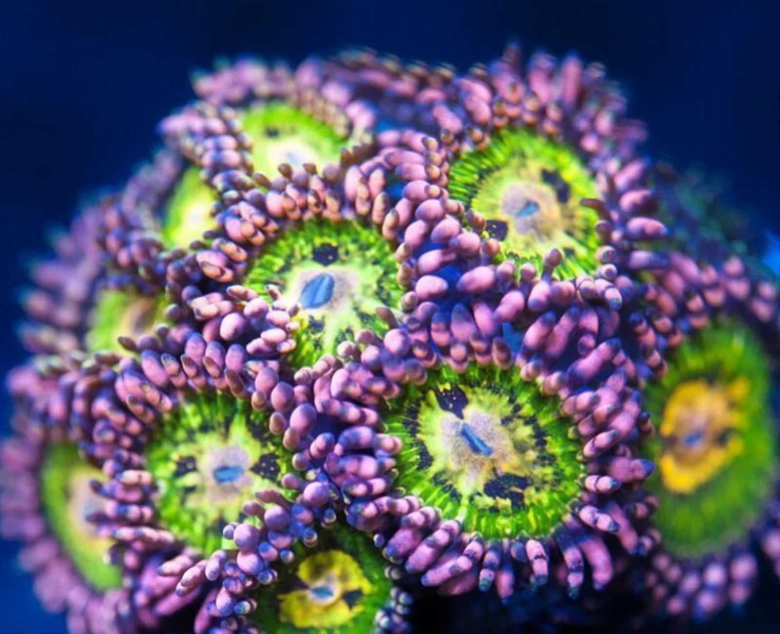 GB Butt Kissers zoanthid colony