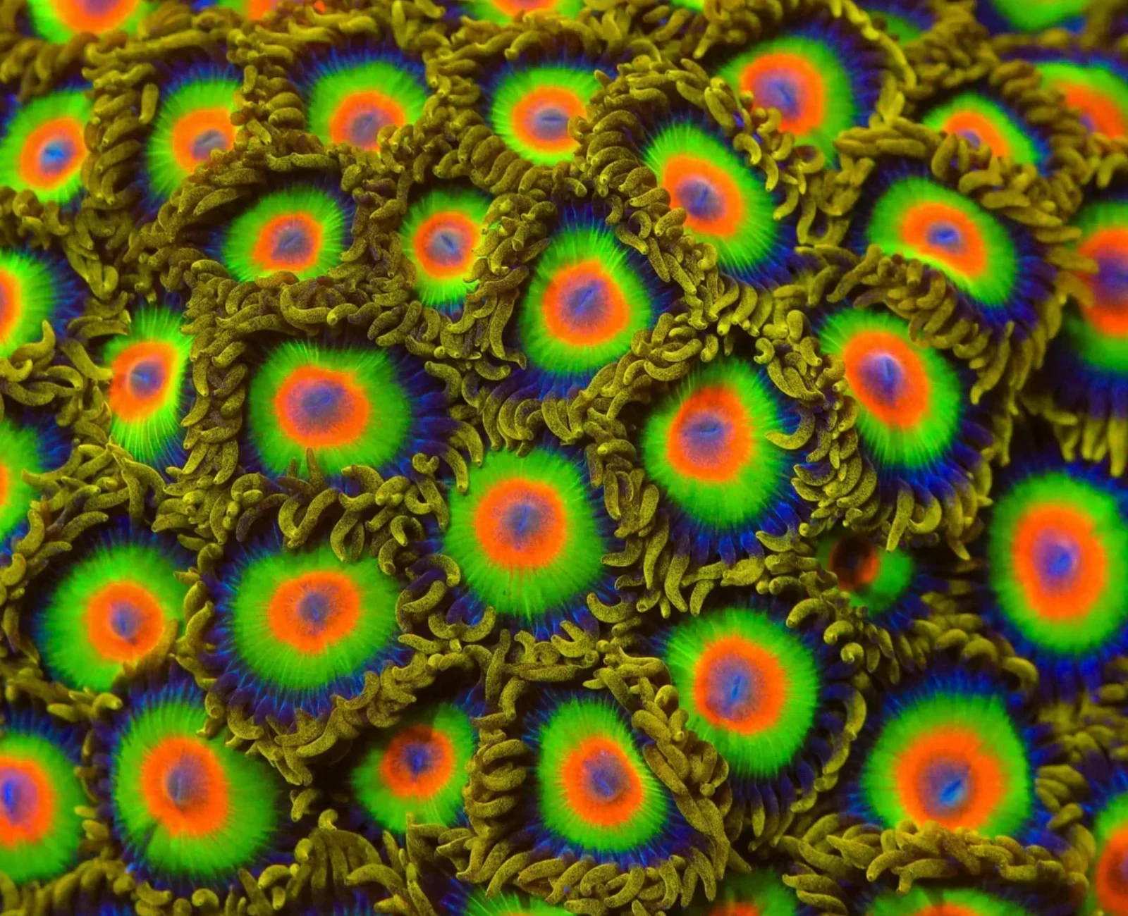 Rasta zoanthid macro photograph
