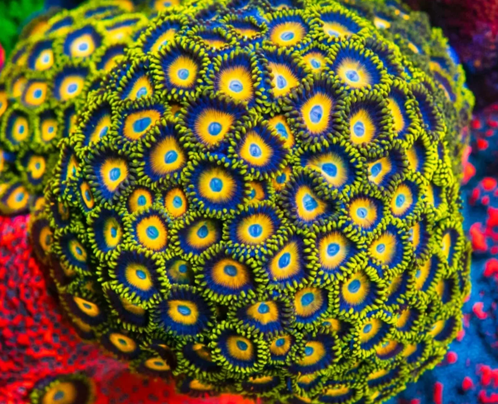 Scrambled Eggs zoanthid colony