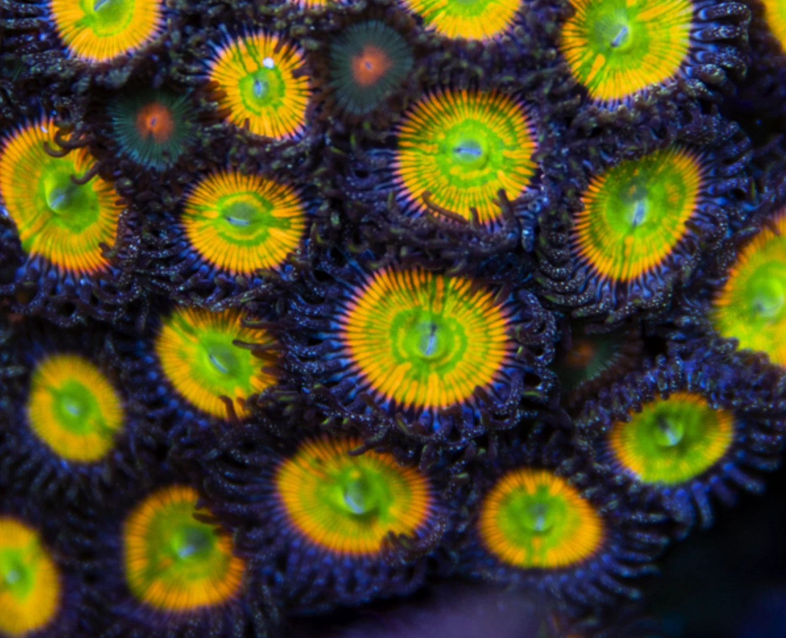 Sunny D zoanthid colony