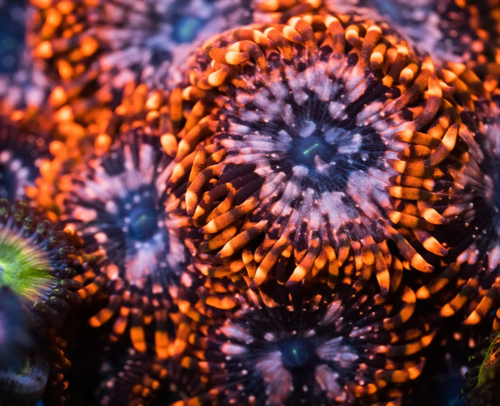 Utter Chaos zoanthid colony