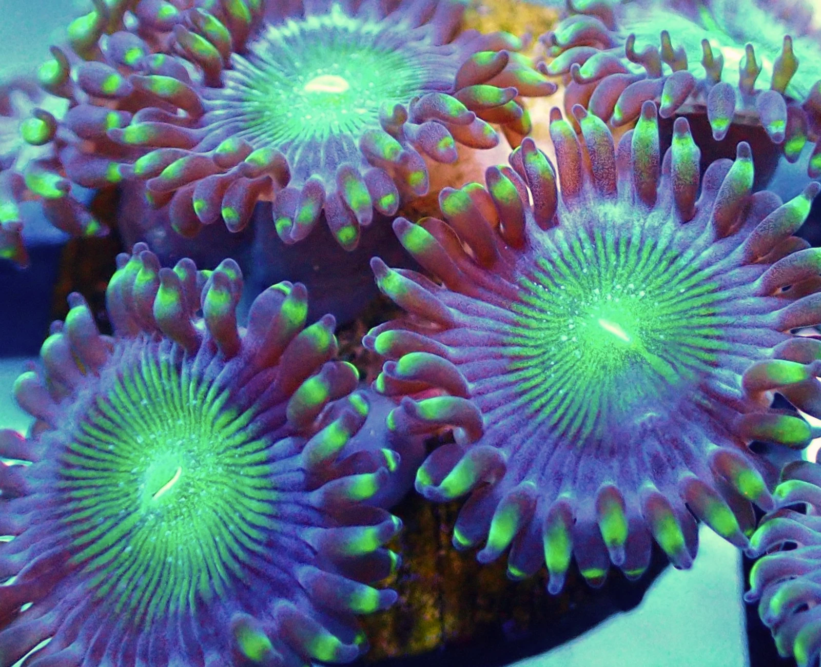 Alien Eyes zoanthid colony