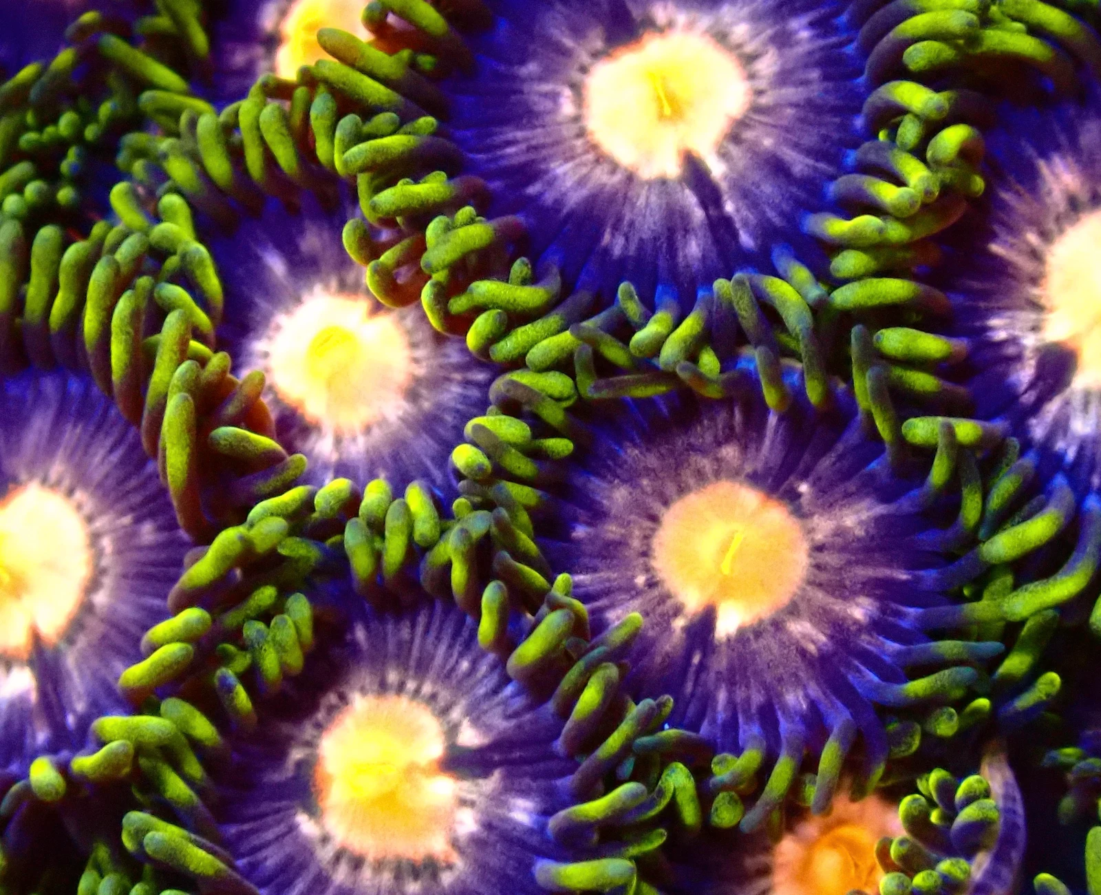 Anaconda zoanthid colony