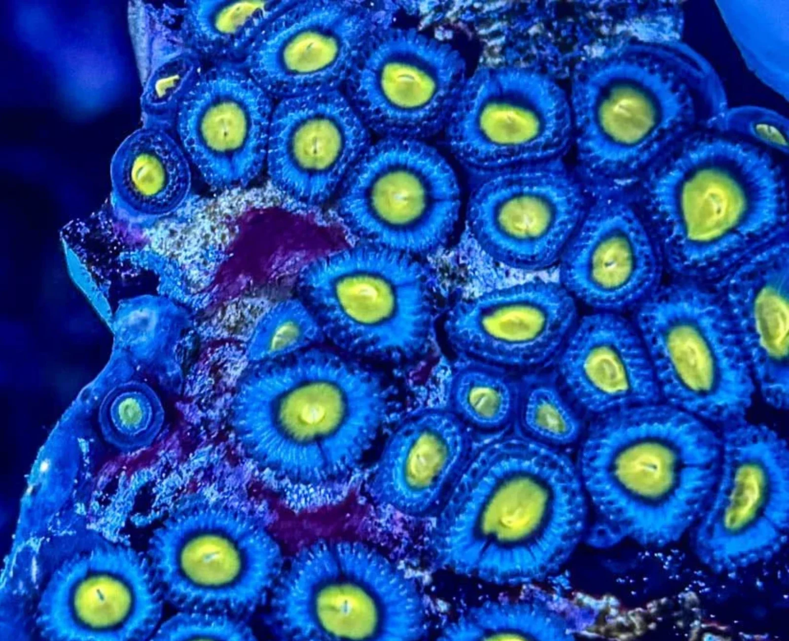 AOI zoanthid colony
