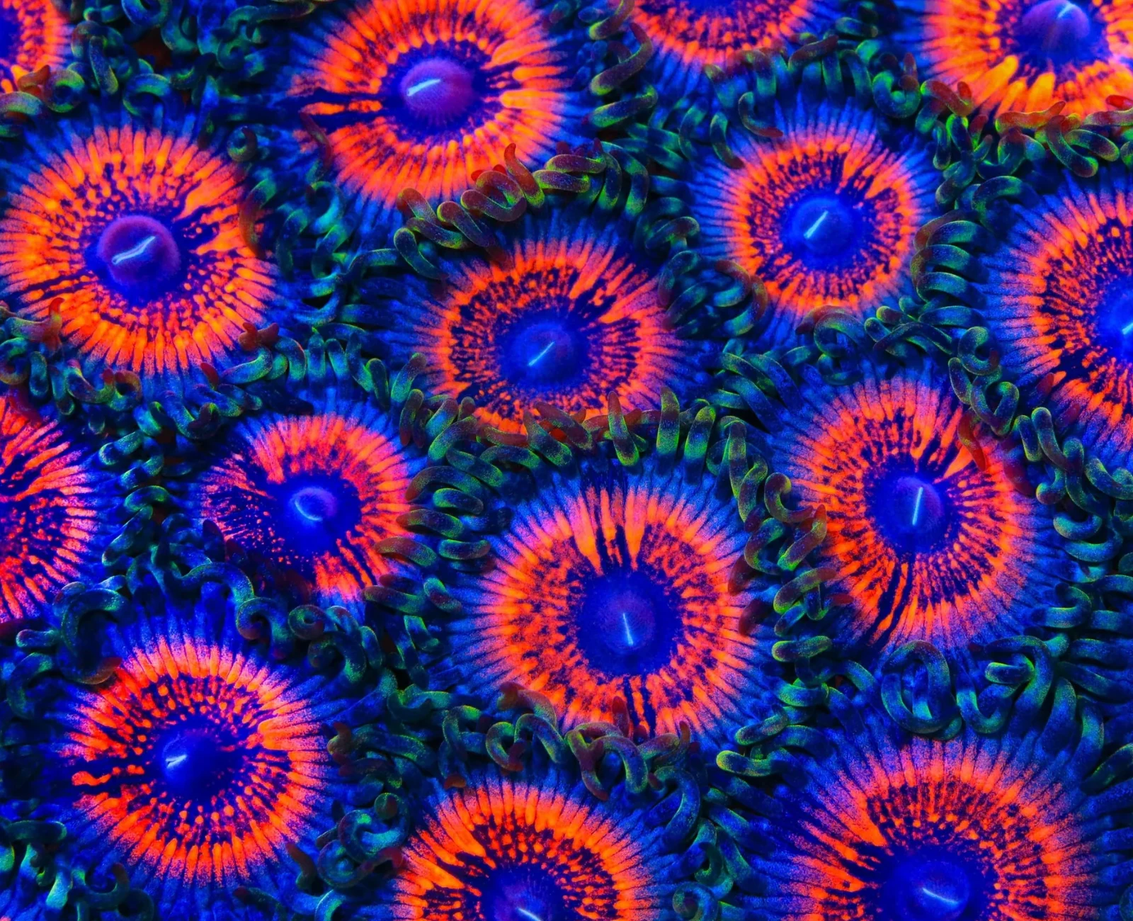 Armour of God ZOa