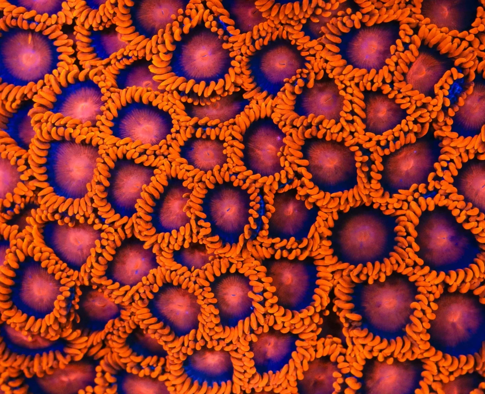 Bam Bam zoanthid colony