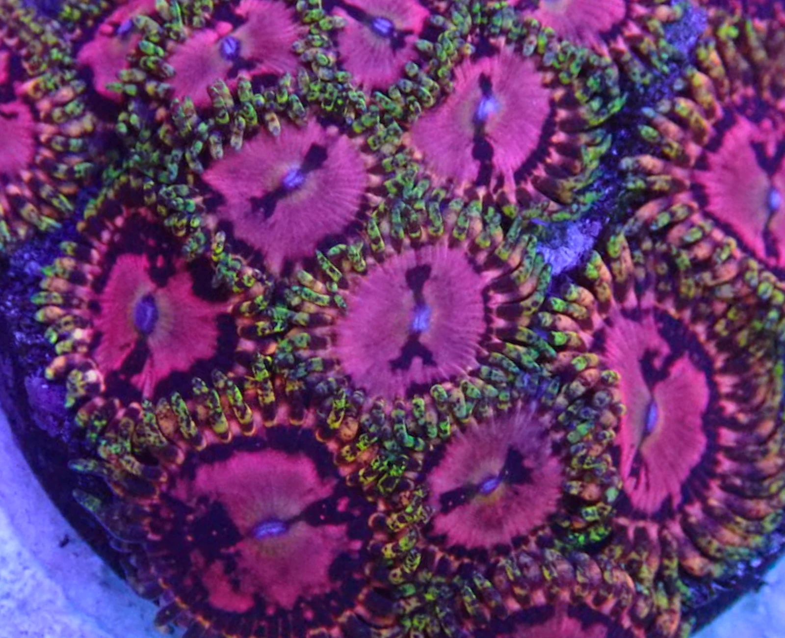 BigR Space Chaos zoanthid colony