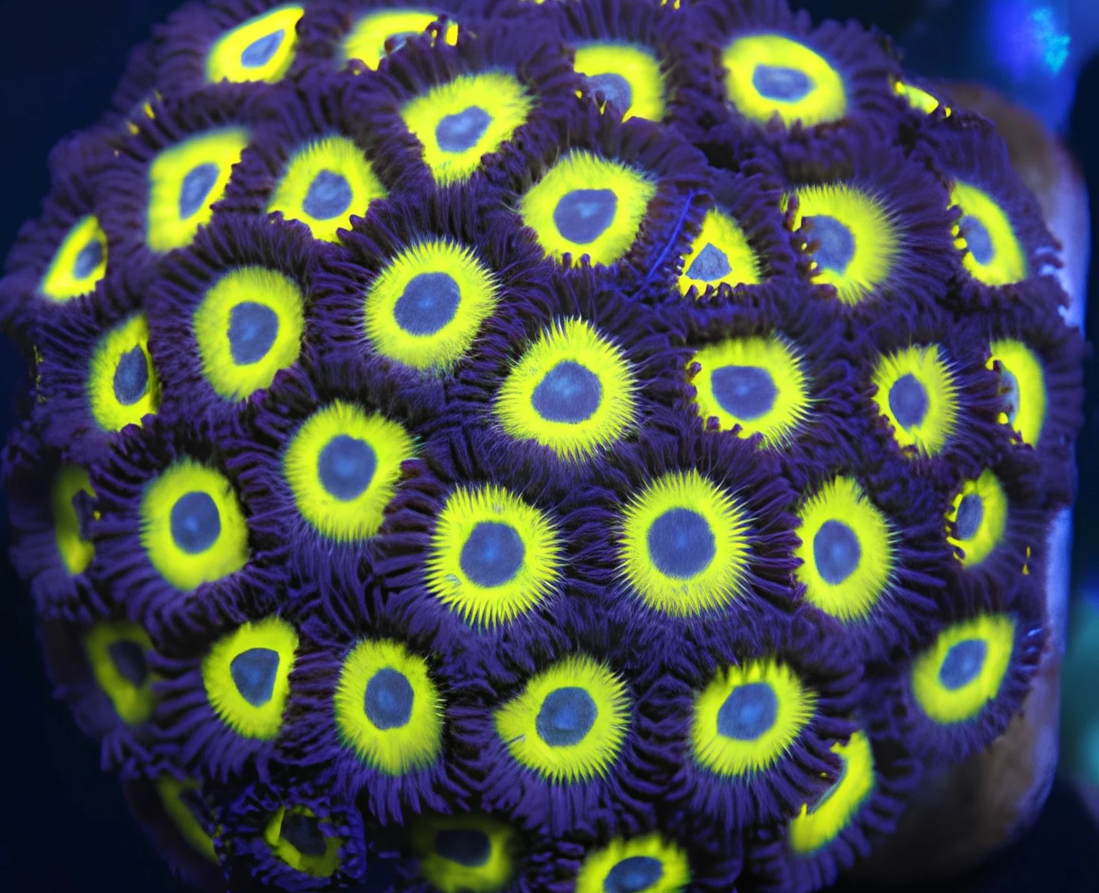 Black Bella zoanthid colony