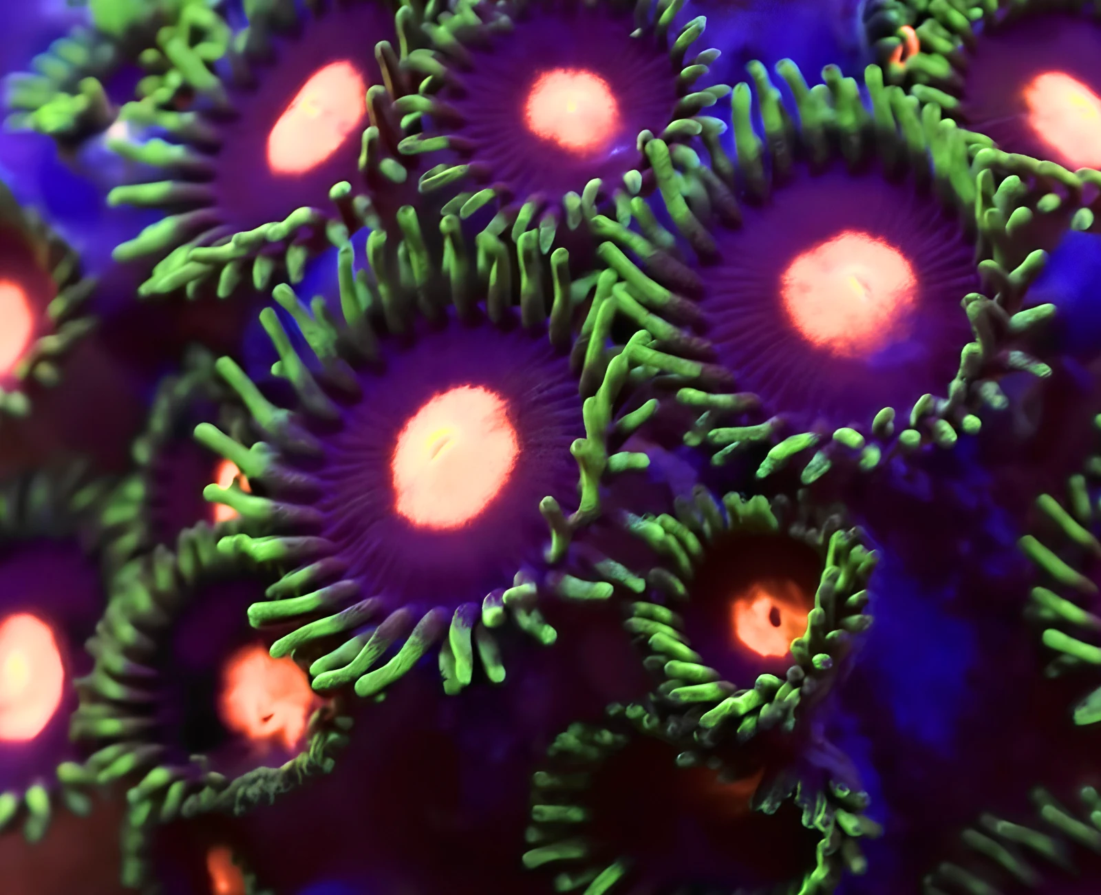 Blowpop zoanthid colony