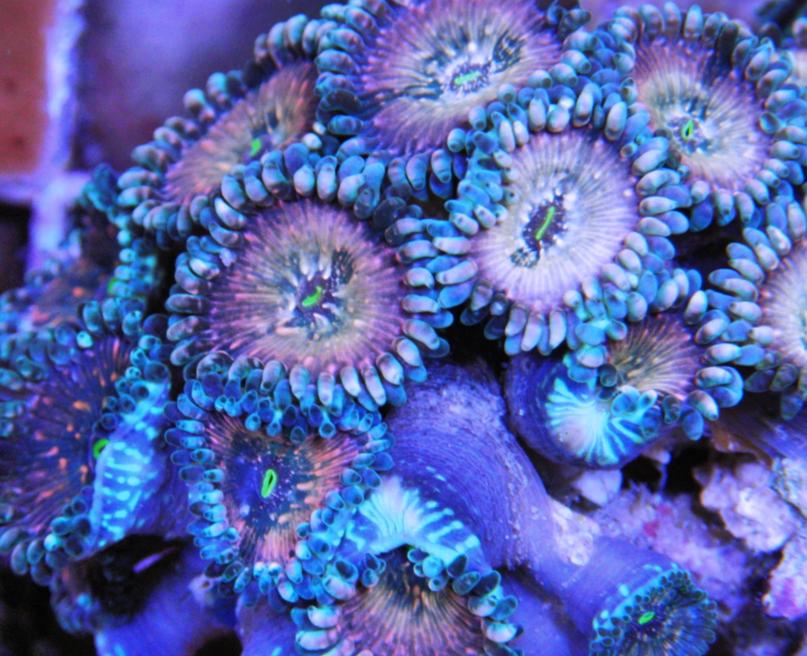 Blue Agave People Eater zoanthid colony