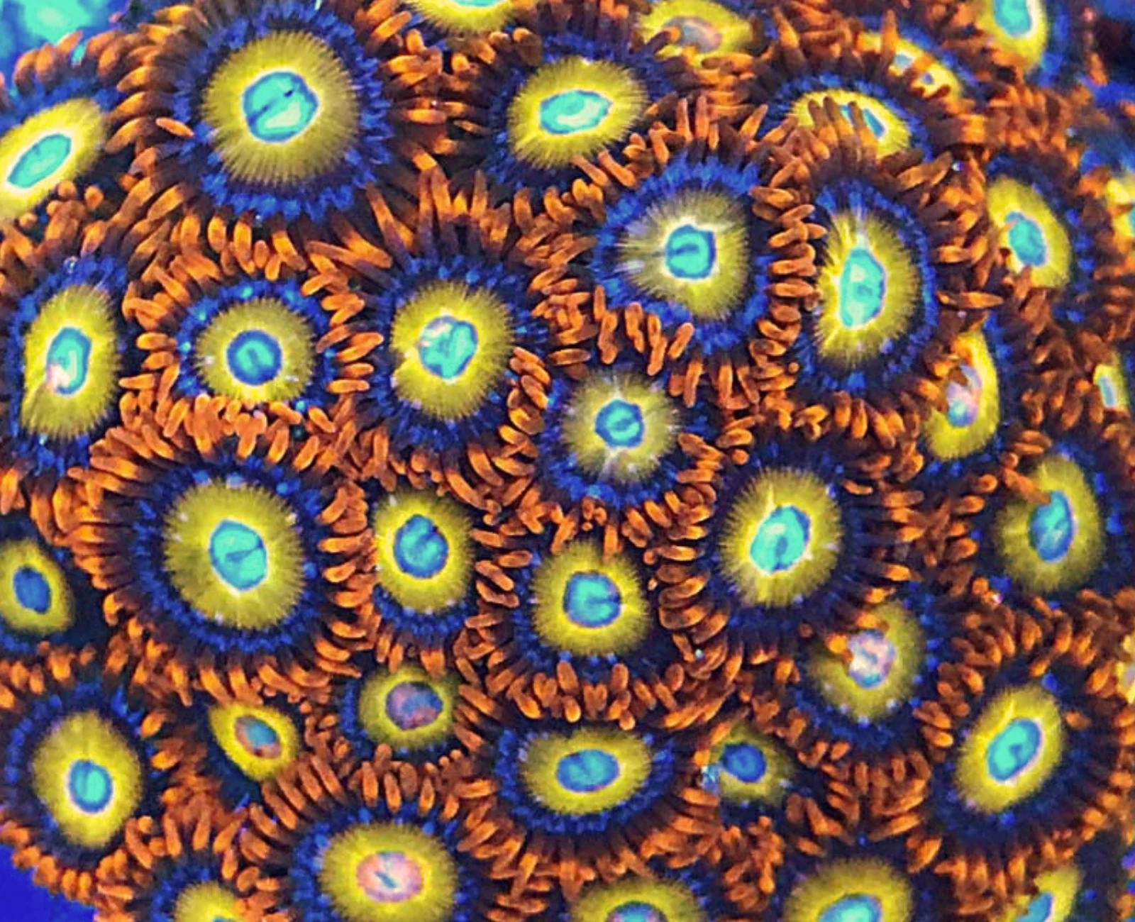 Blue Eyed Blonde zoanthid colony