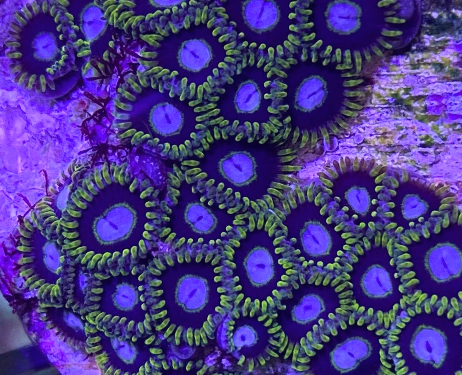 Blue Hole Sun zoanthid colony