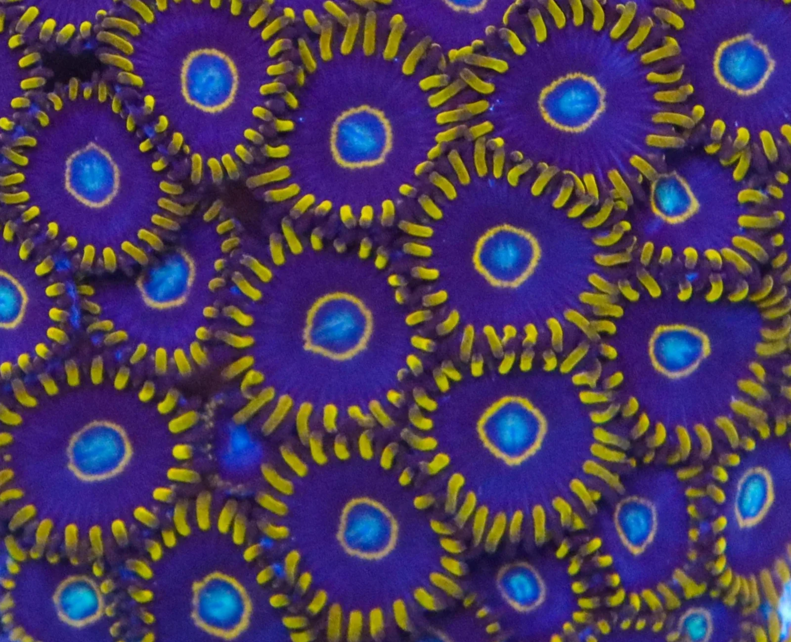 Blue Hornet zoanthid colony