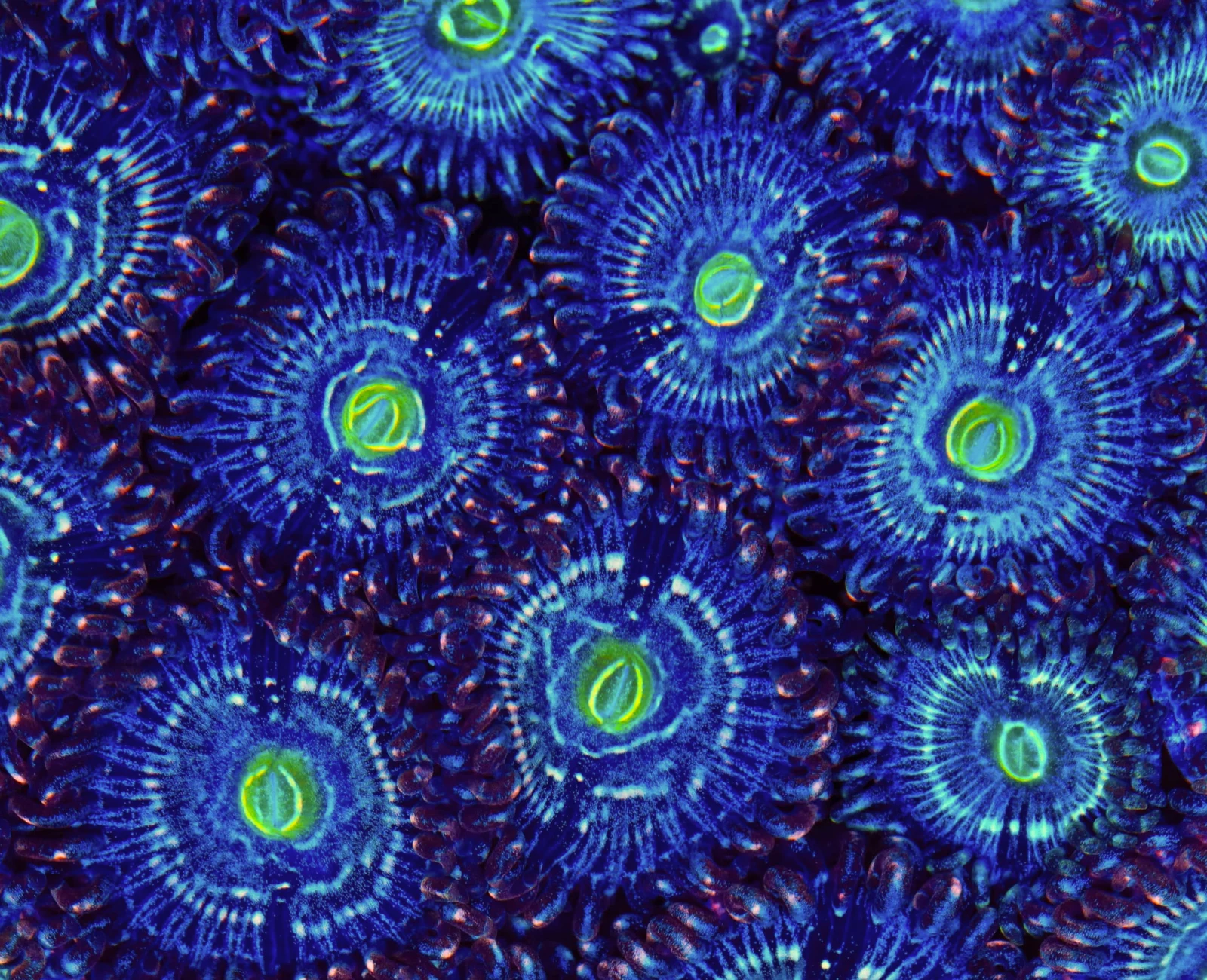 Blue Lagoon zoanthid colony