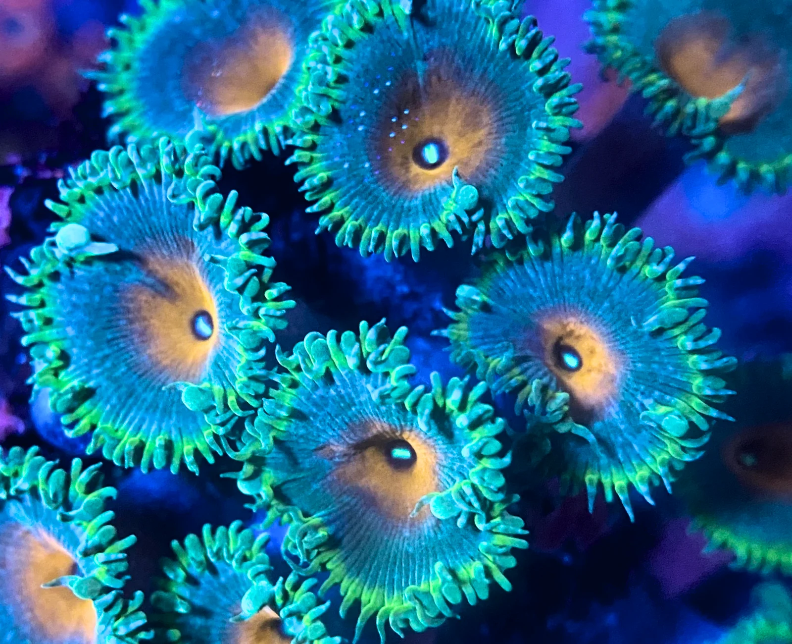 Captain America Paly zoanthid colony