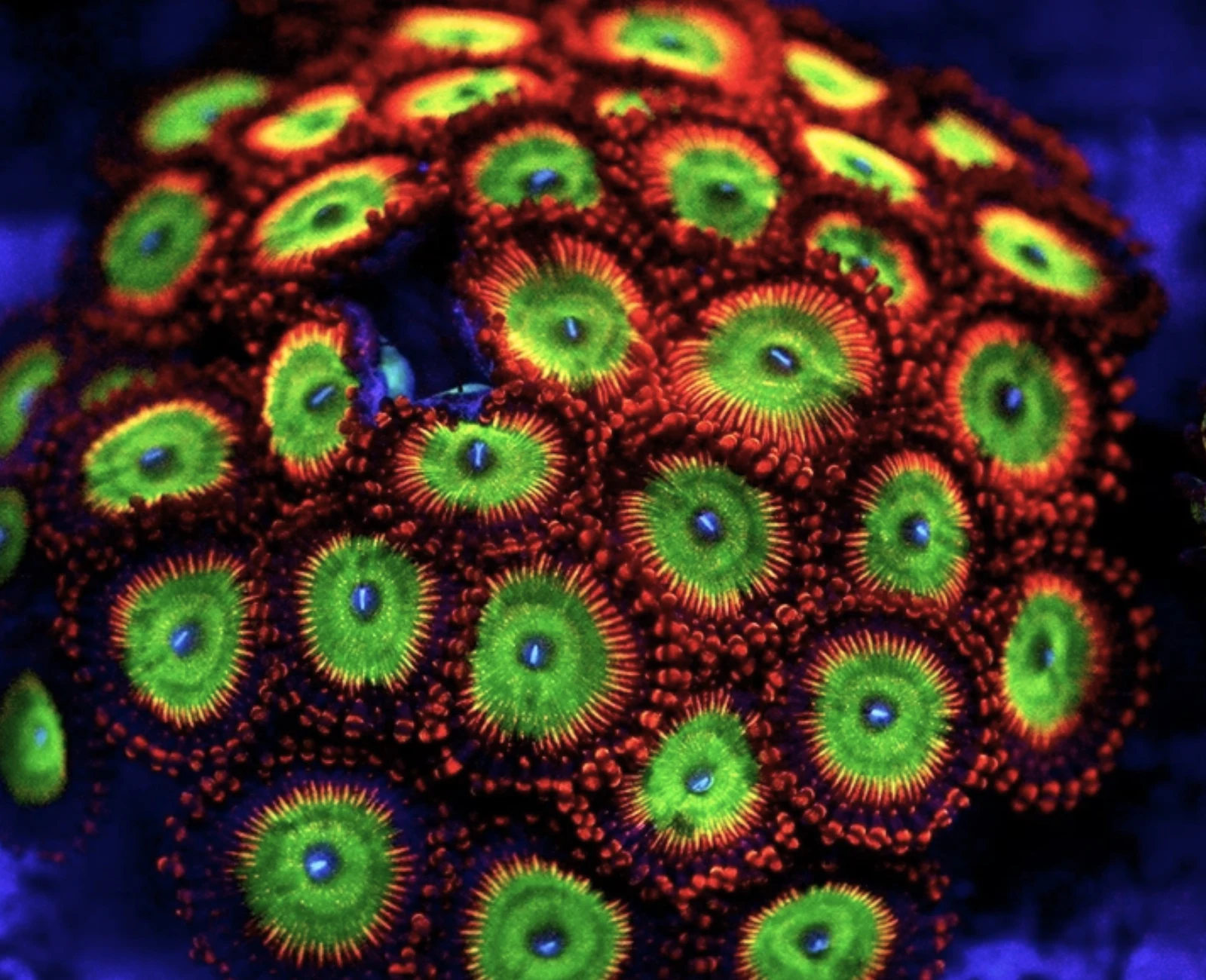 CB Bowser zoanthid colony