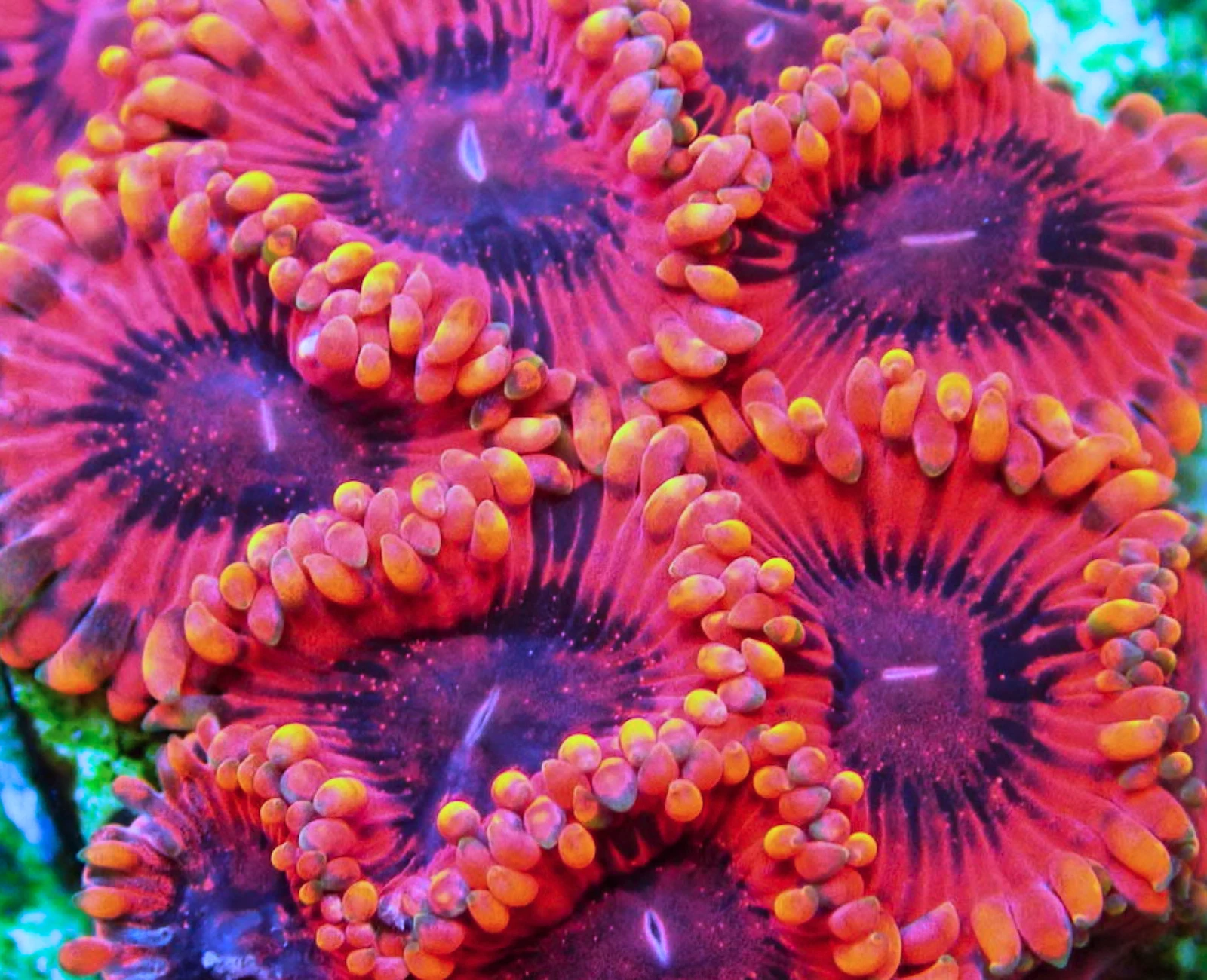 CB El Corazon zoanthid colony