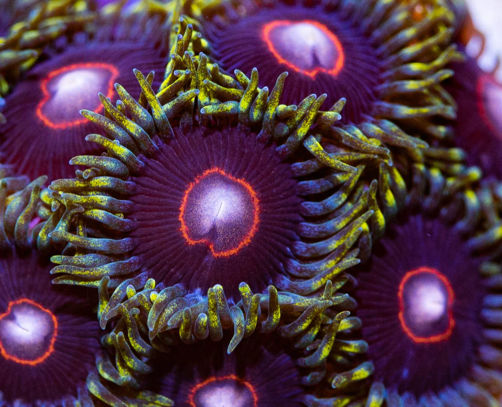 CB King Jawbreaker Hornets zoanthid colony