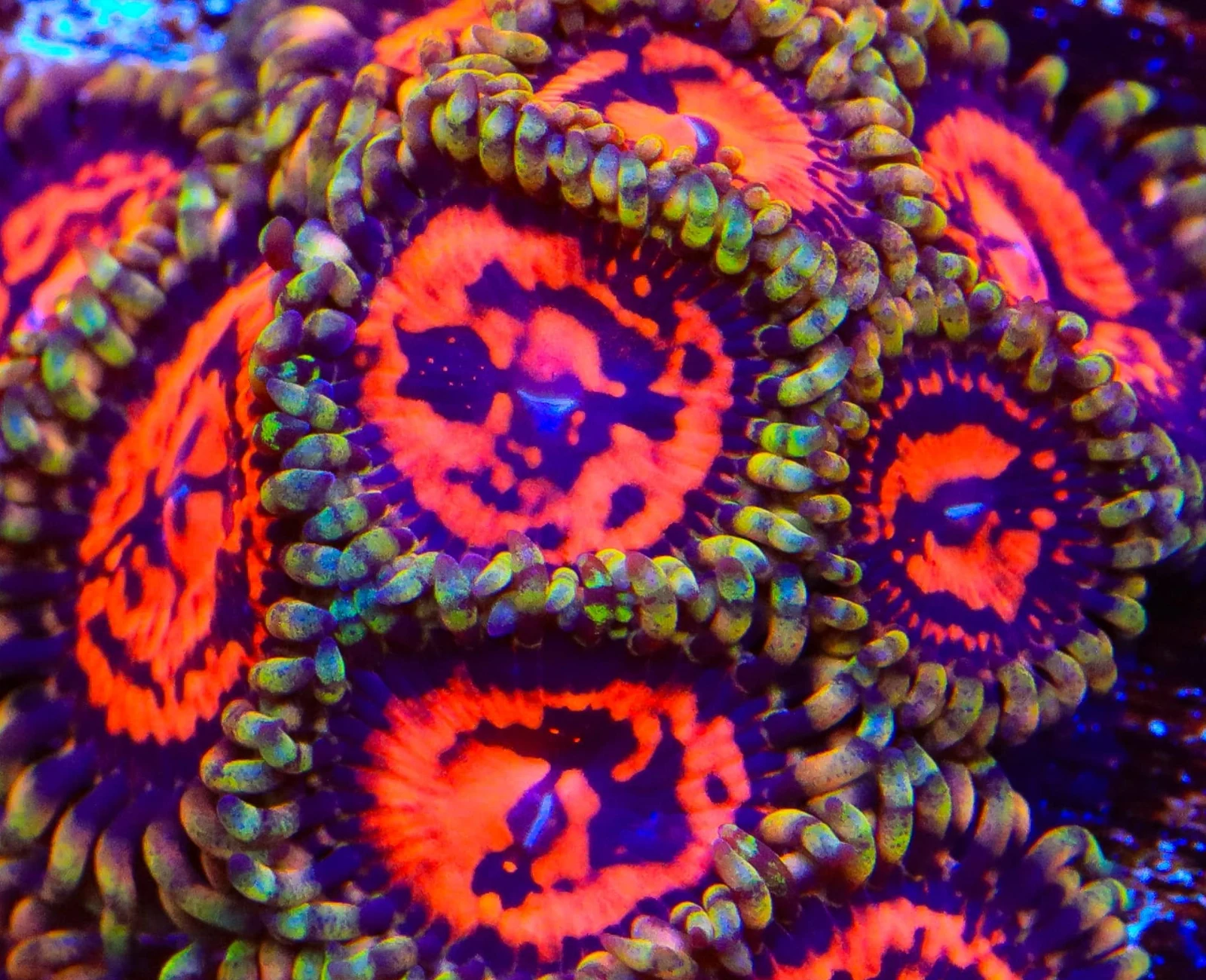 CC Flaming Brohican zoanthid colony