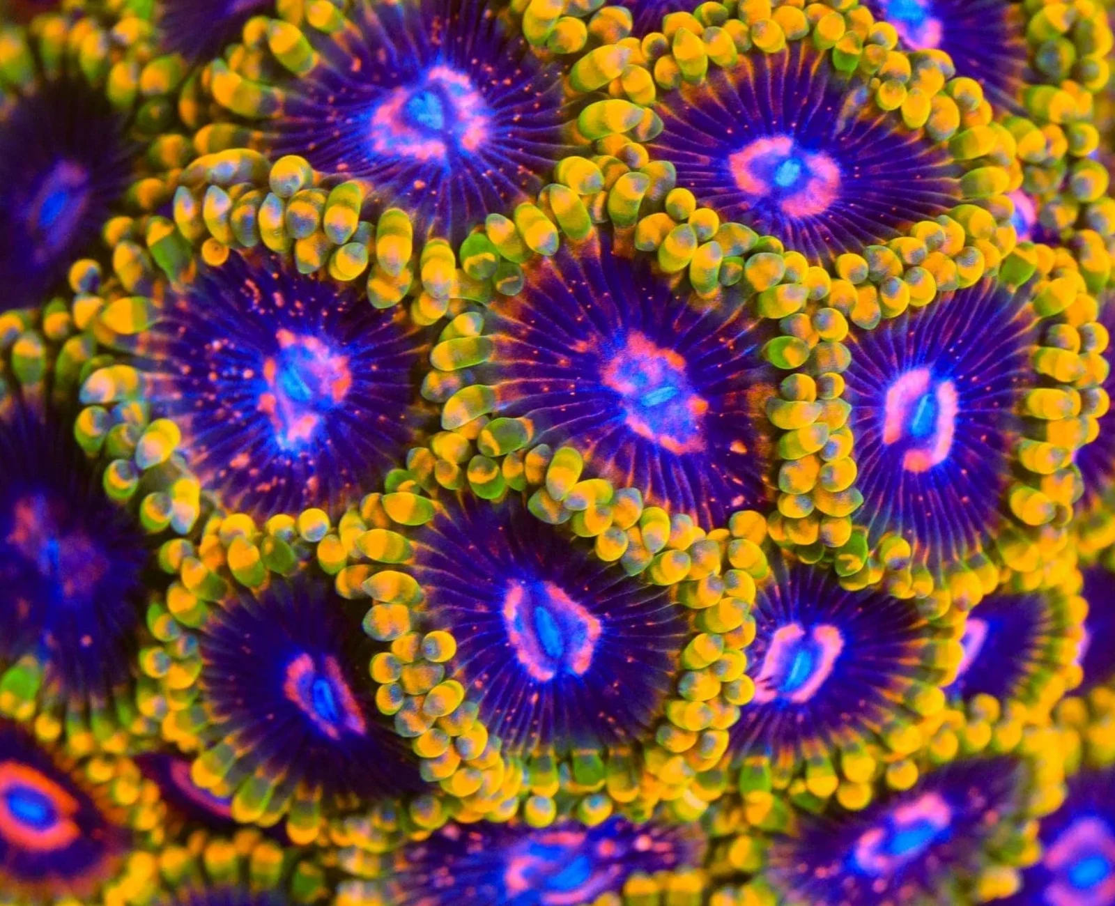 CC Mind Trick zoanthid colony