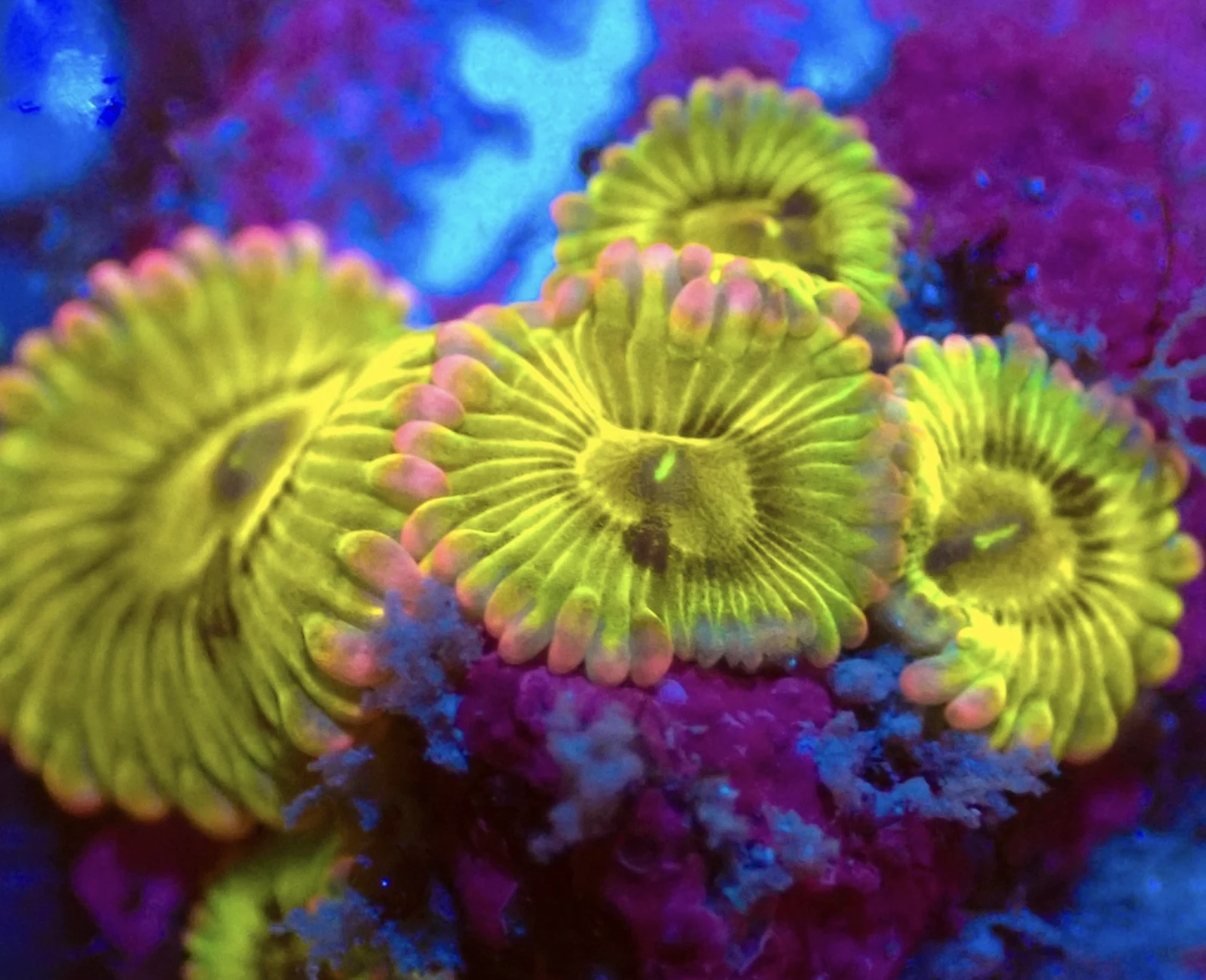 Chiquita zoa