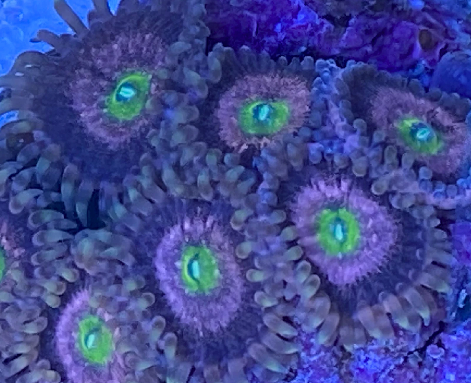 Chong Bong zoanthid colony