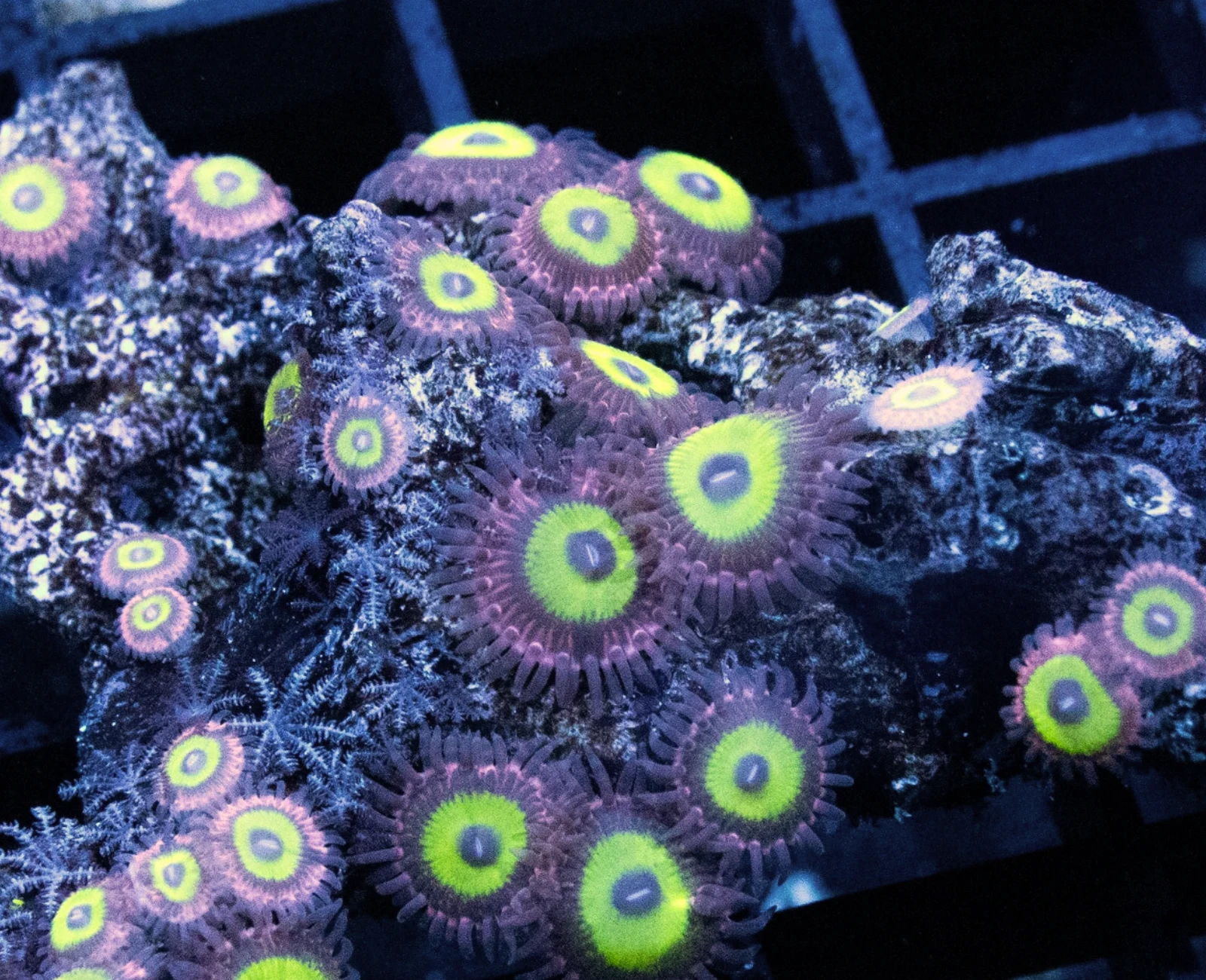 Chucky's Bride zoanthid colony