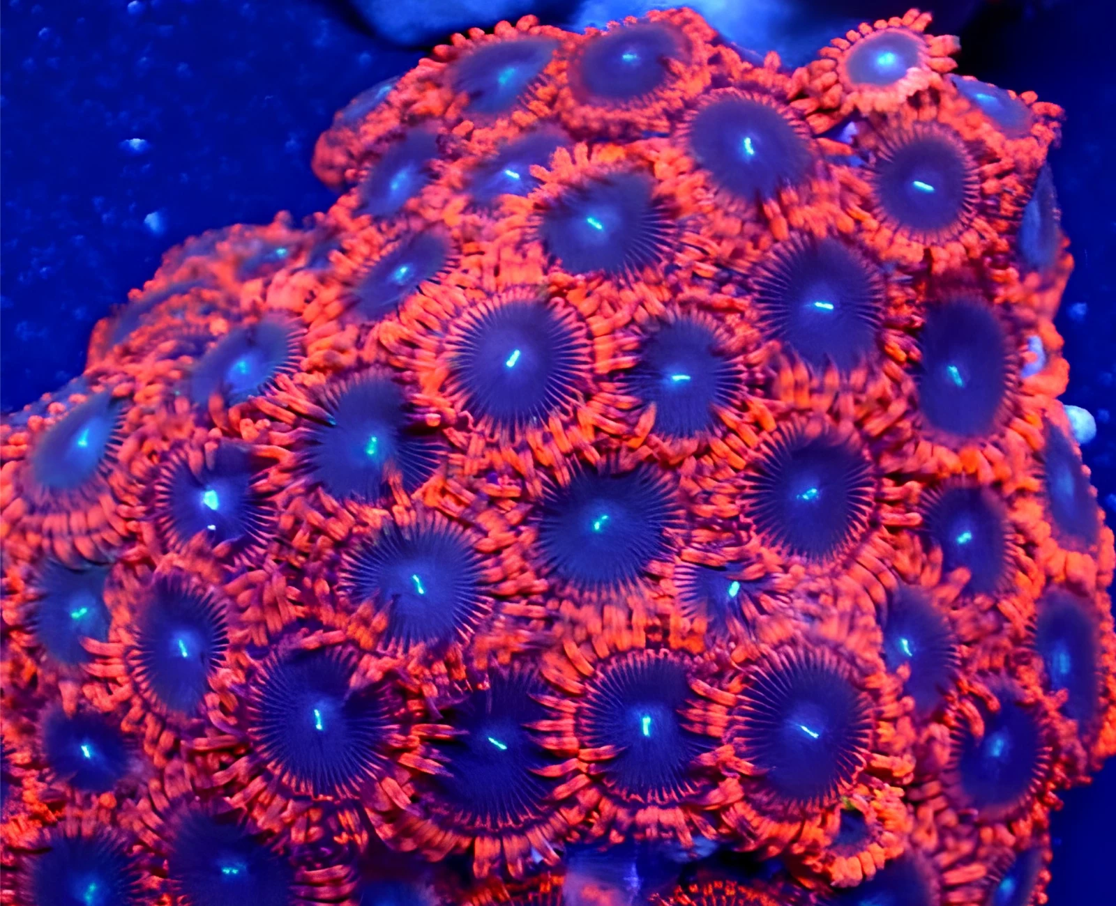 Cinder zoanthid colony