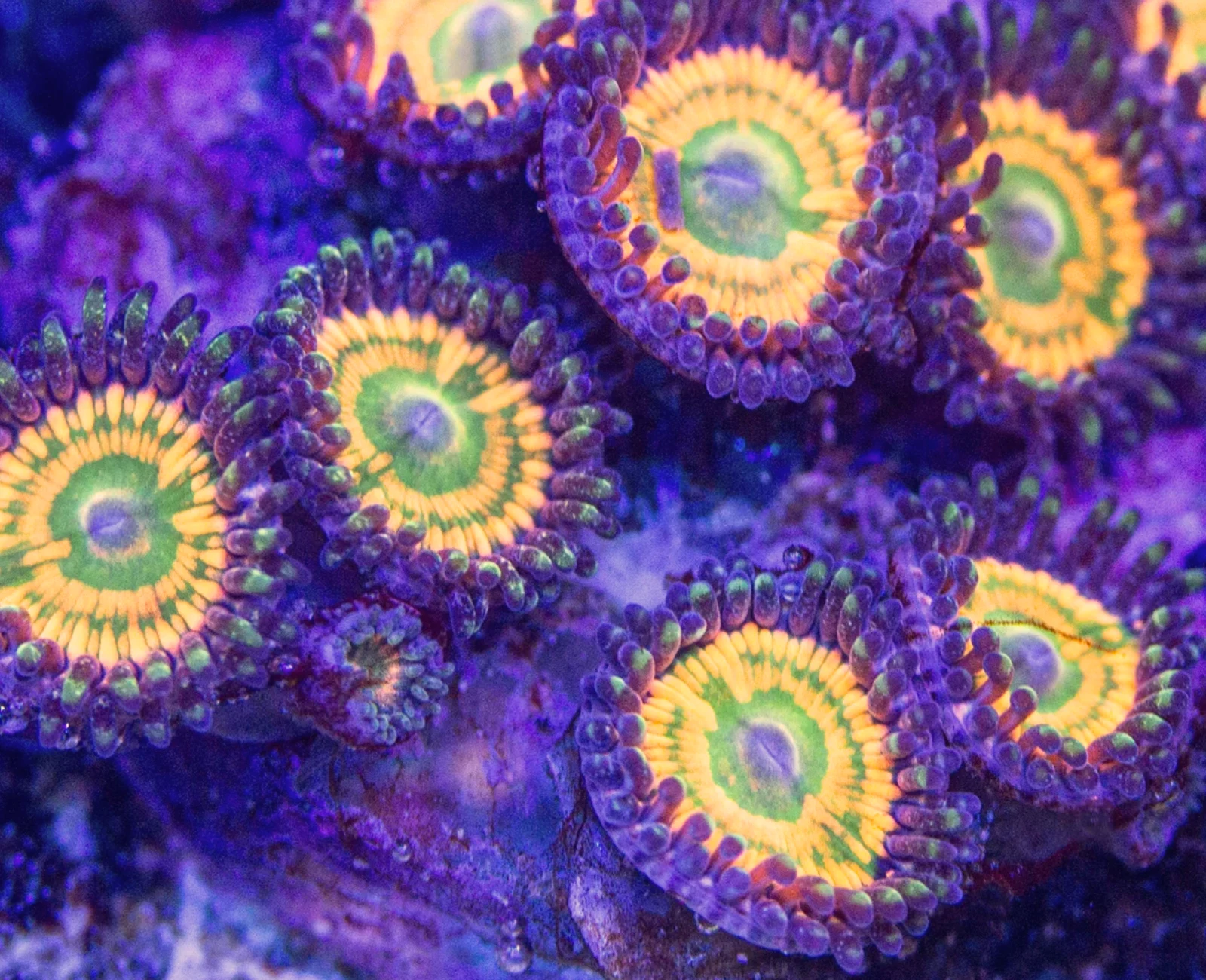 Citrus Cooler zoanthid colony