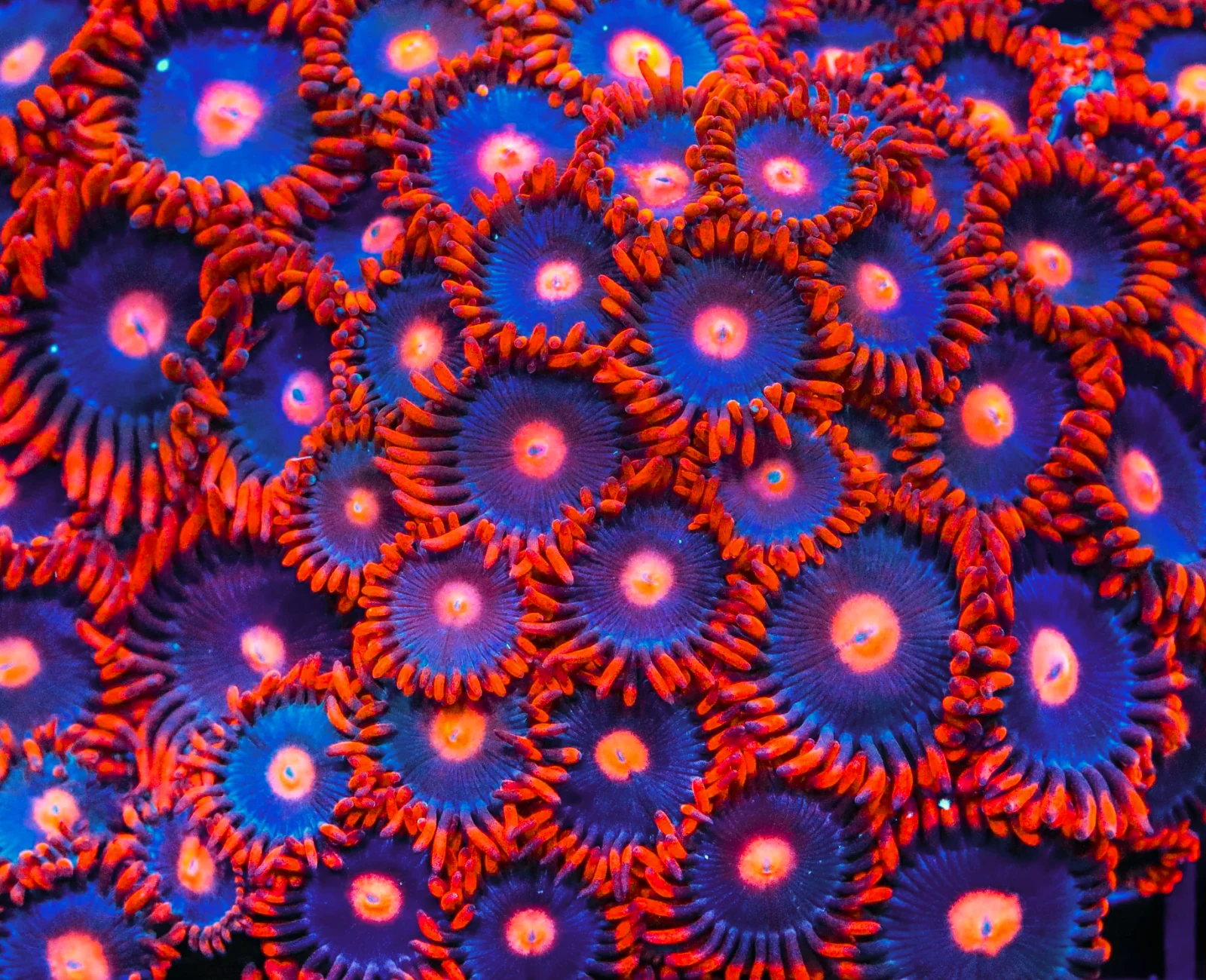 Clementine zoanthid colony