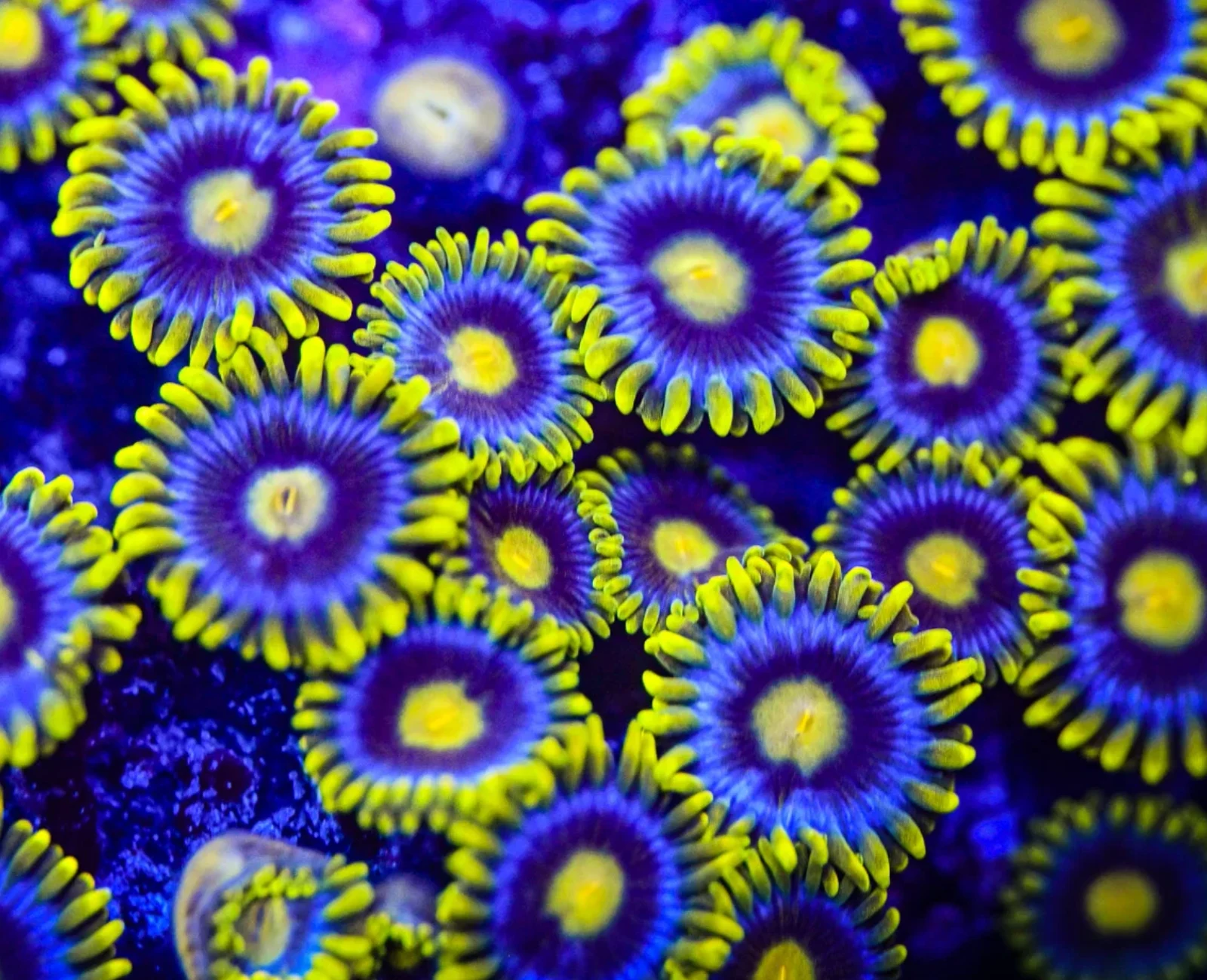 Corona zoanthid colony