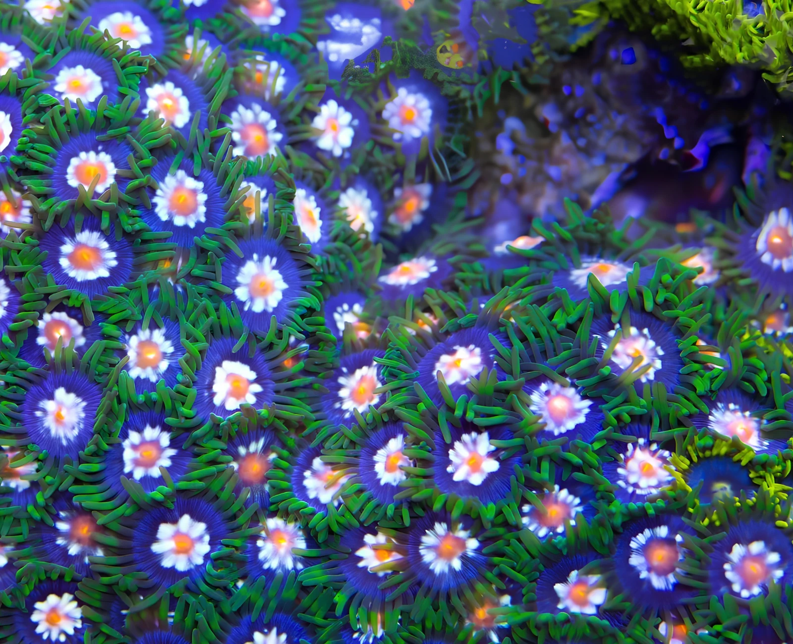 Daisy Cutter zoanthid colony