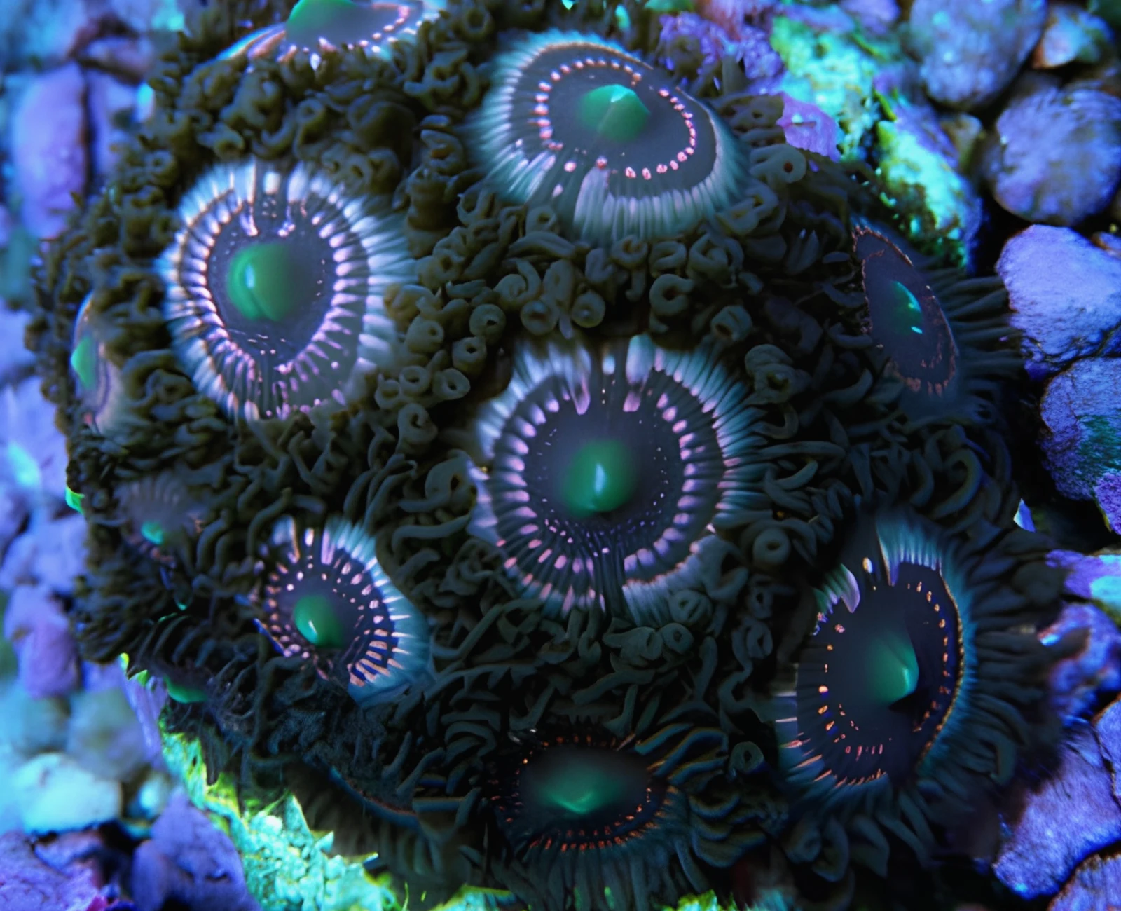 Daisy Dukes zoanthid colony