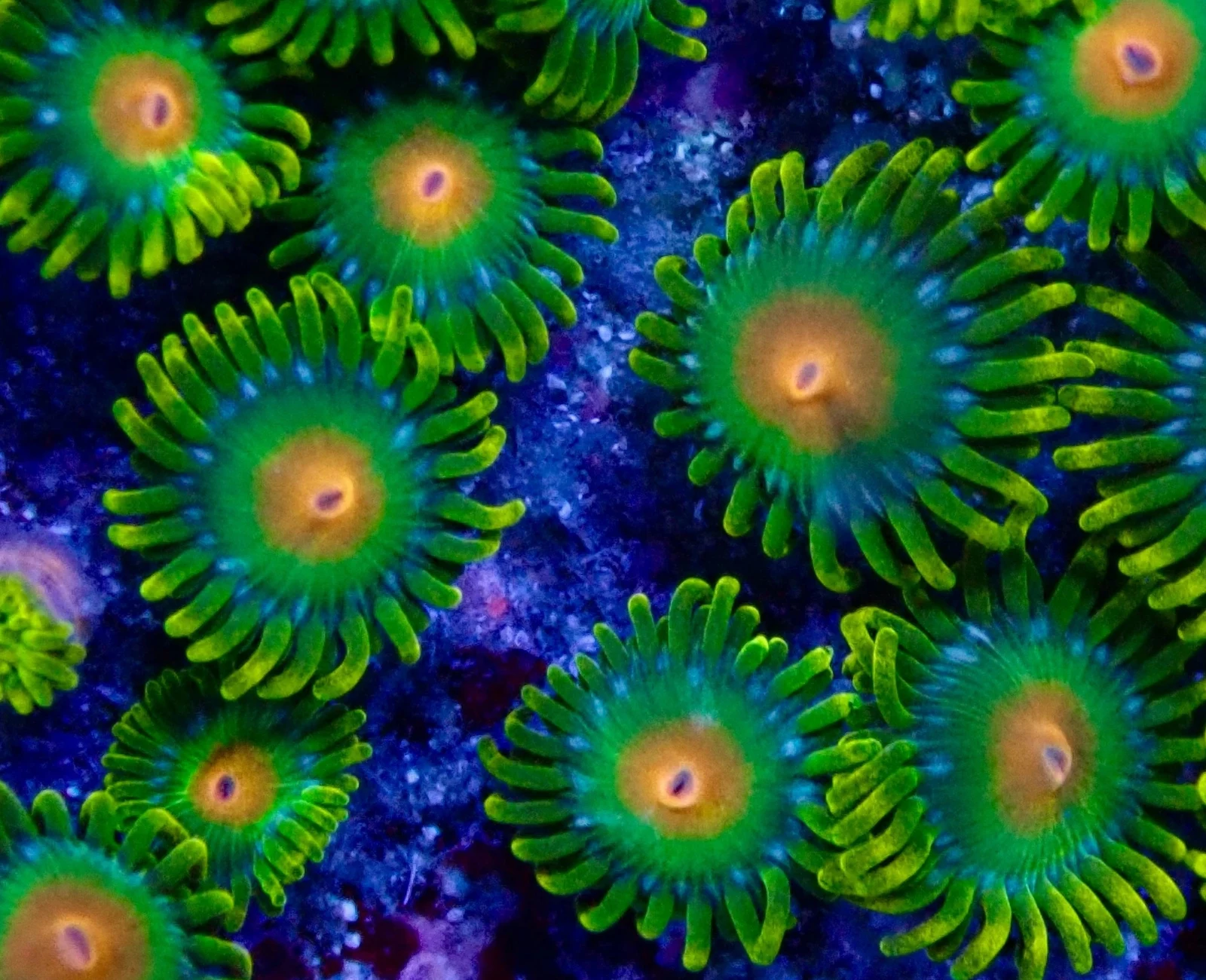 Dreamweaver zoanthid colony