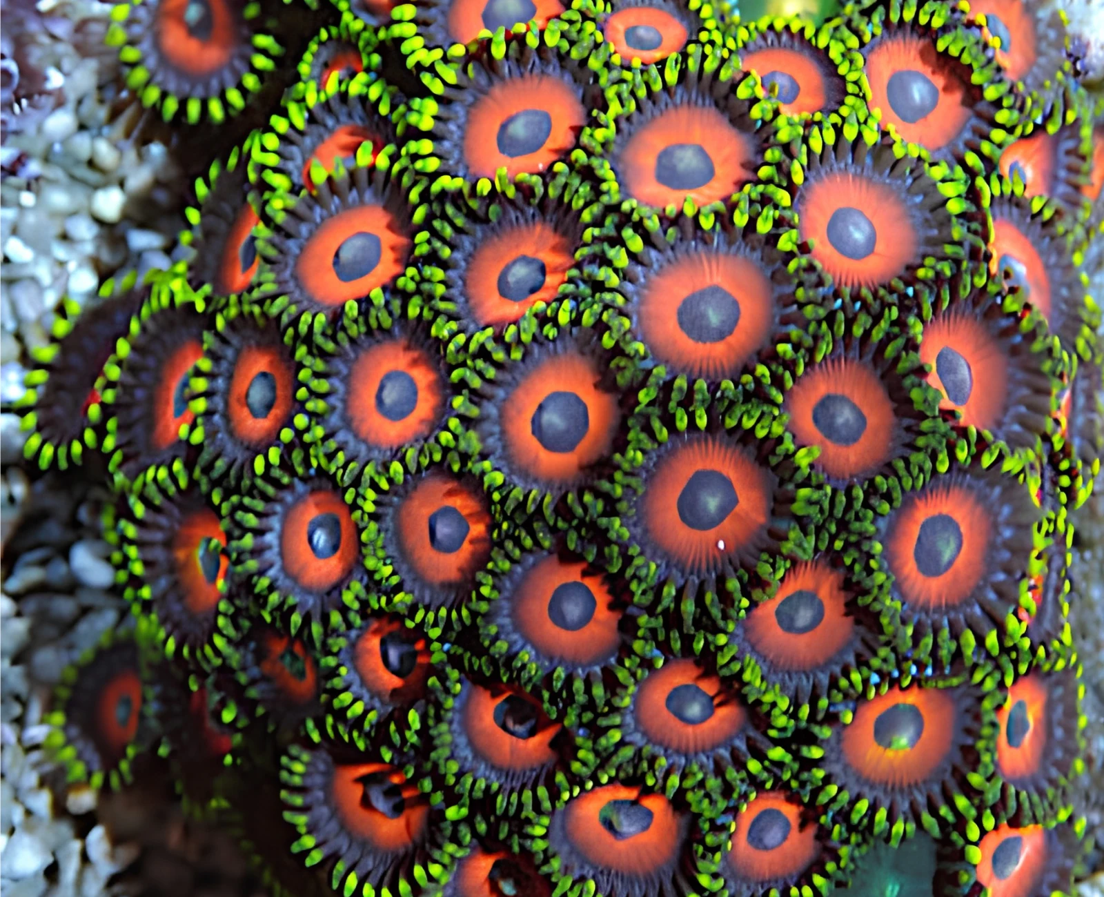 Eagle Eye zoanthid colony