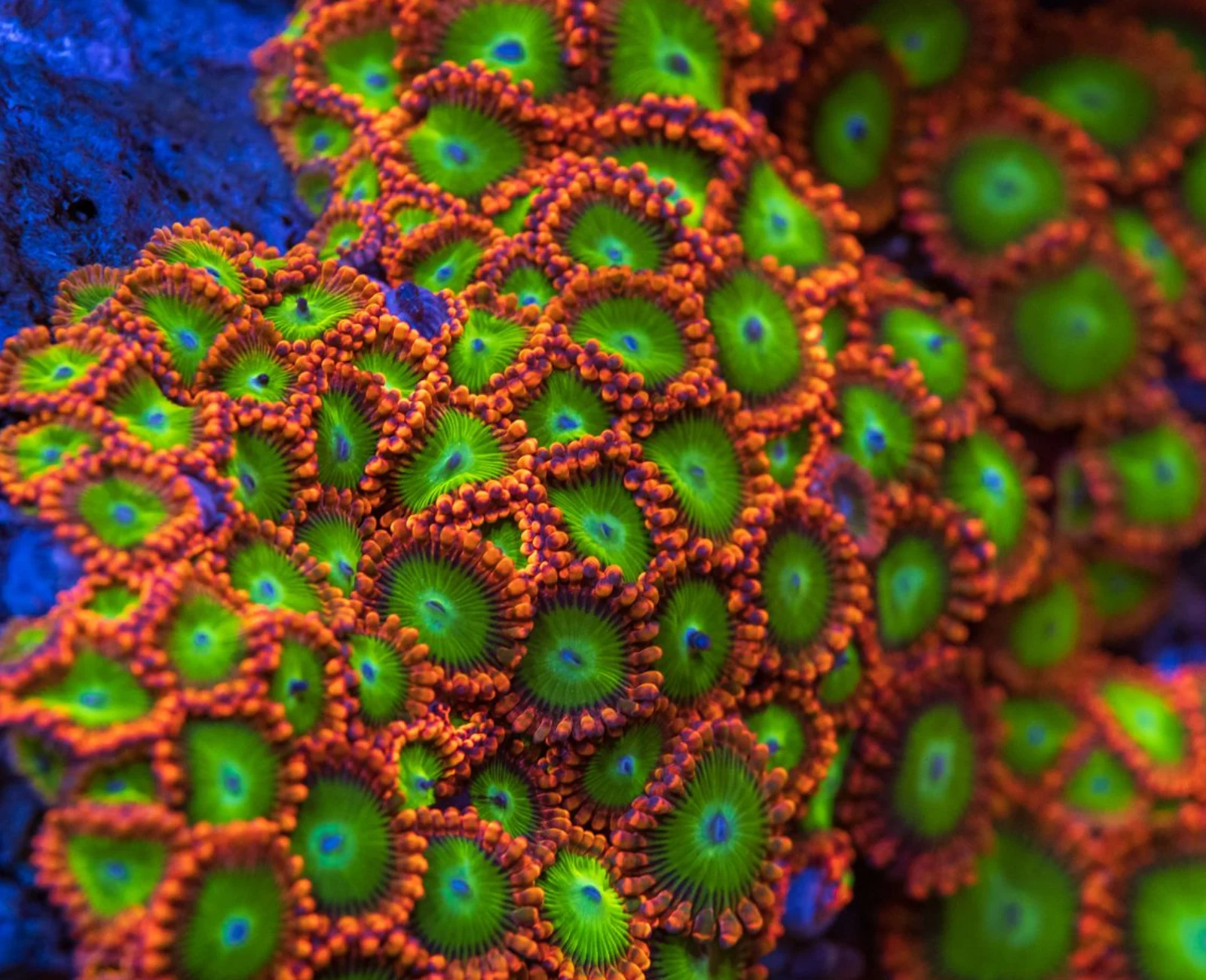 Electric Oompa Loompa zoanthid colony