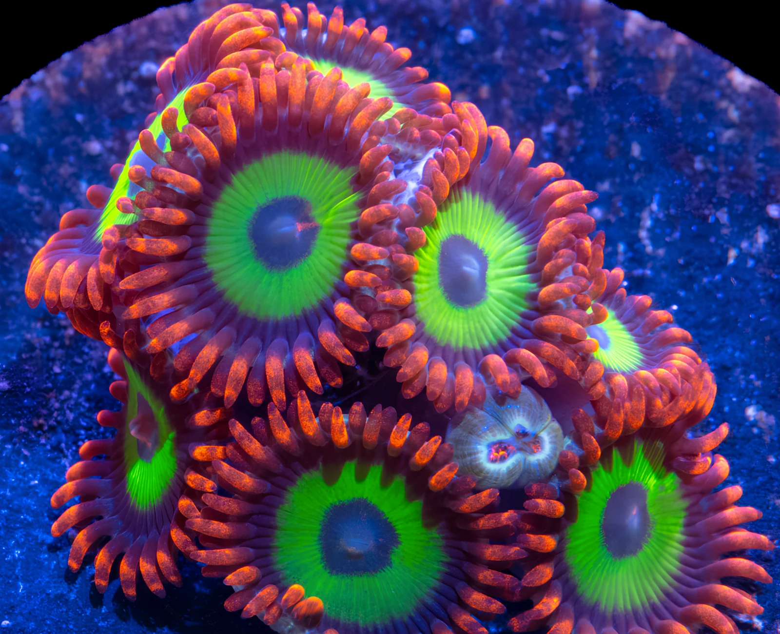 Emeralds on Fire zoanthid colony