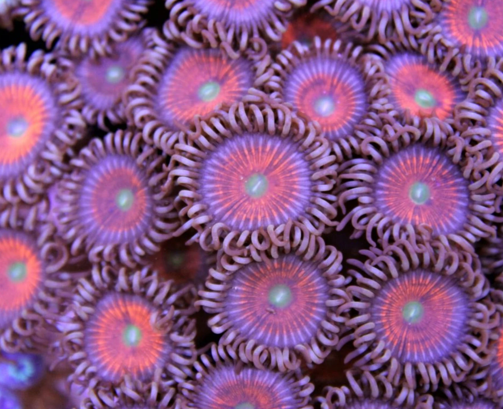 Everlasting Gobstopper zoanthid colony