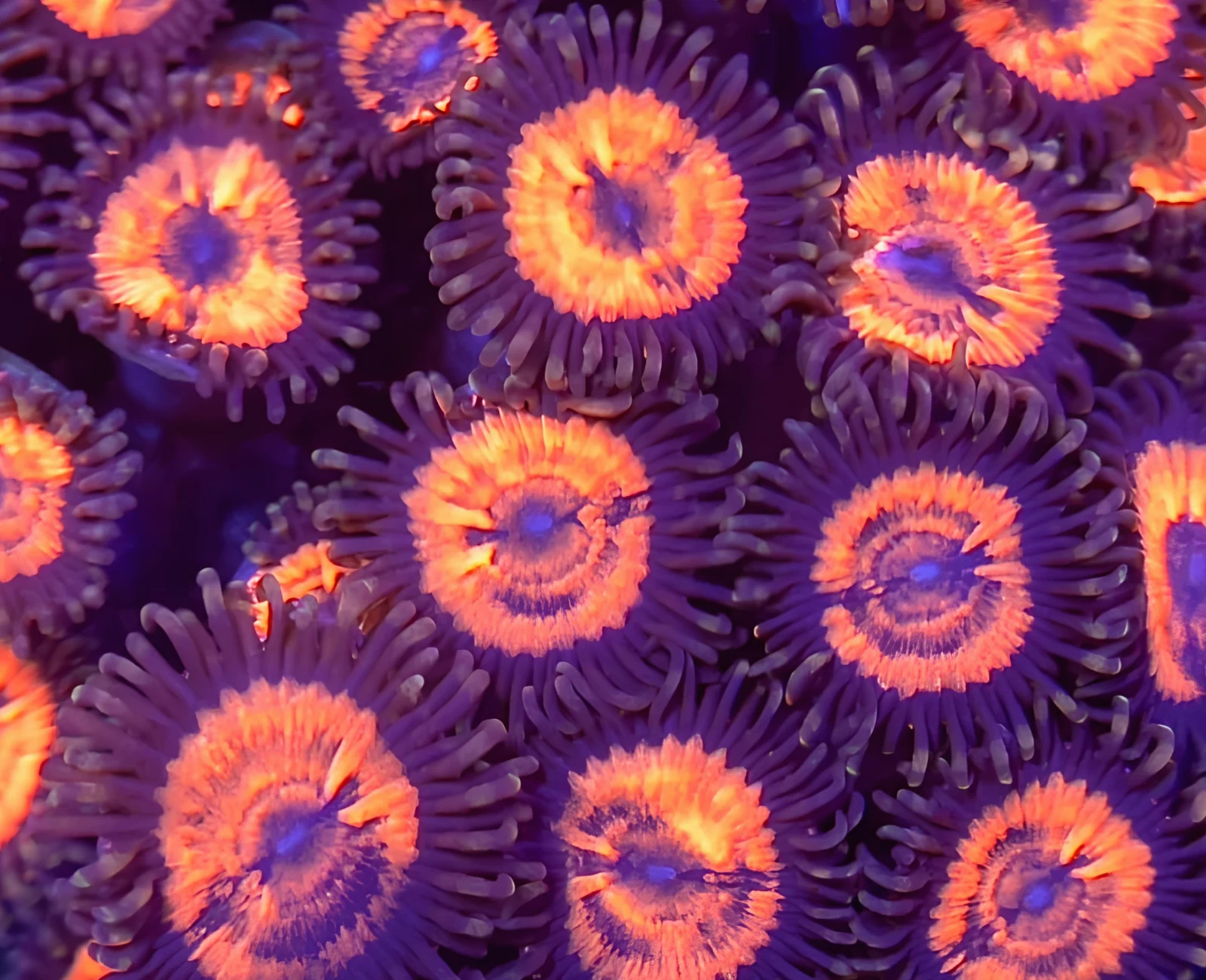 Evil Eye zoanthid colony