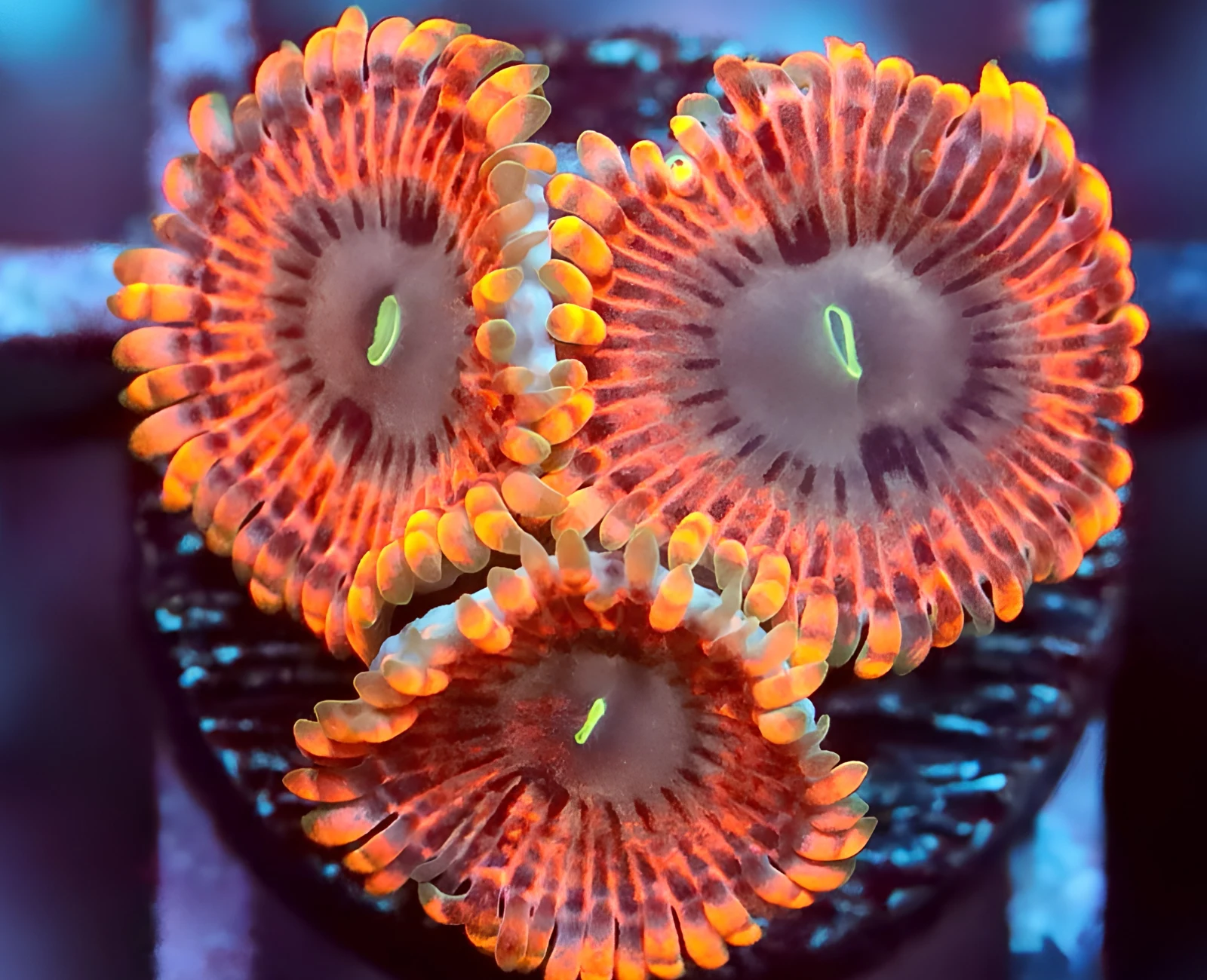 Fairy Fart zoanthid colony