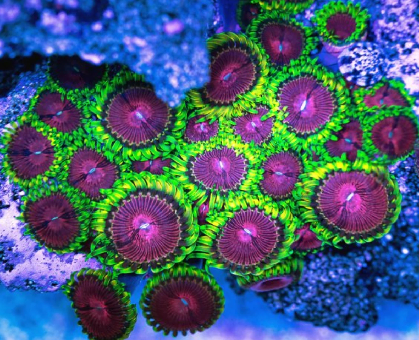 fake lime chilli zoa