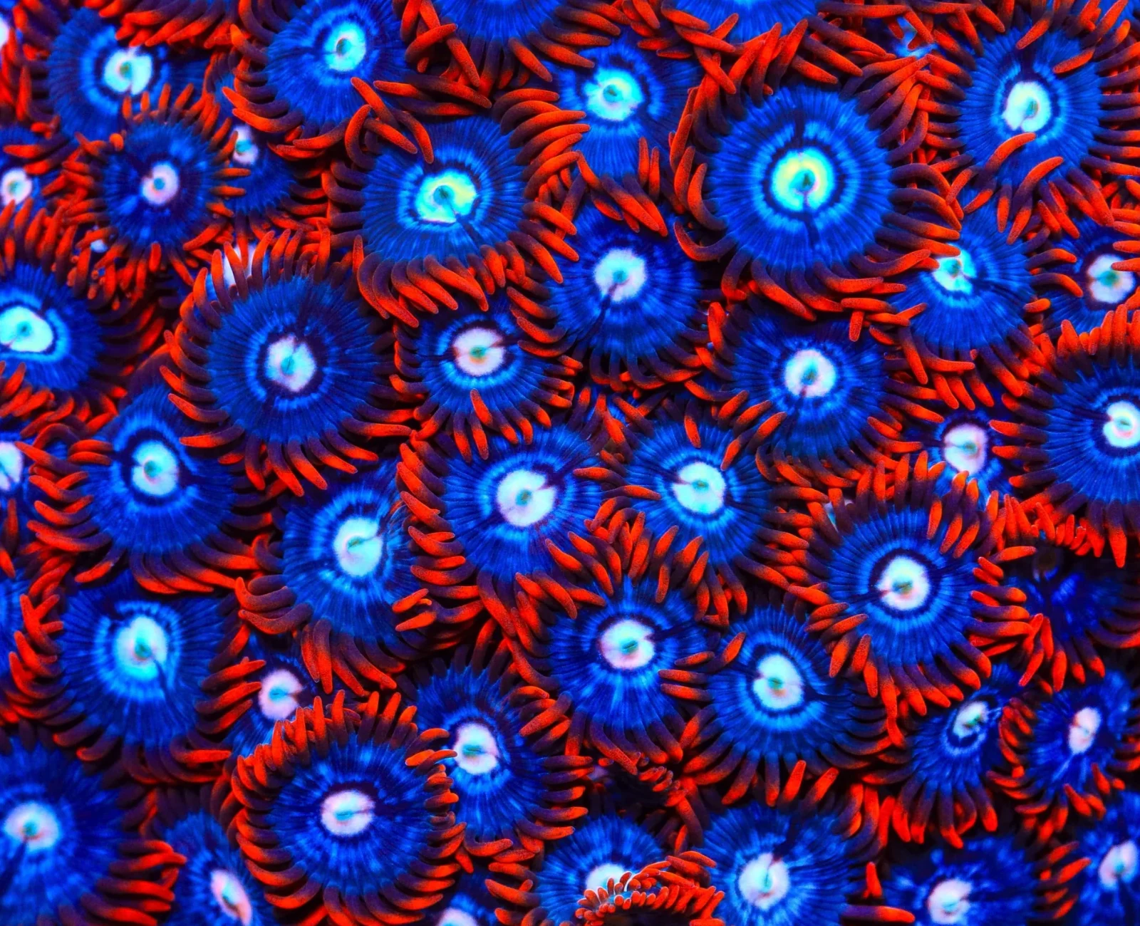 Fire & Ice zoanthid colony