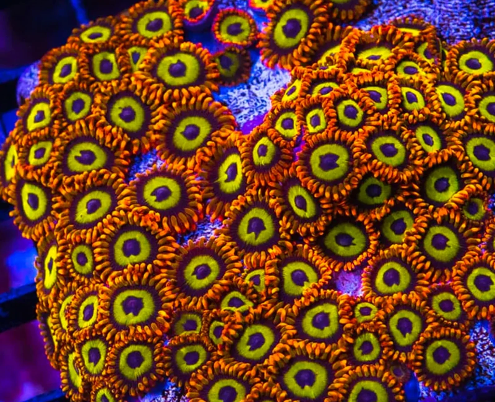 Fruit Loops zoanthid colony