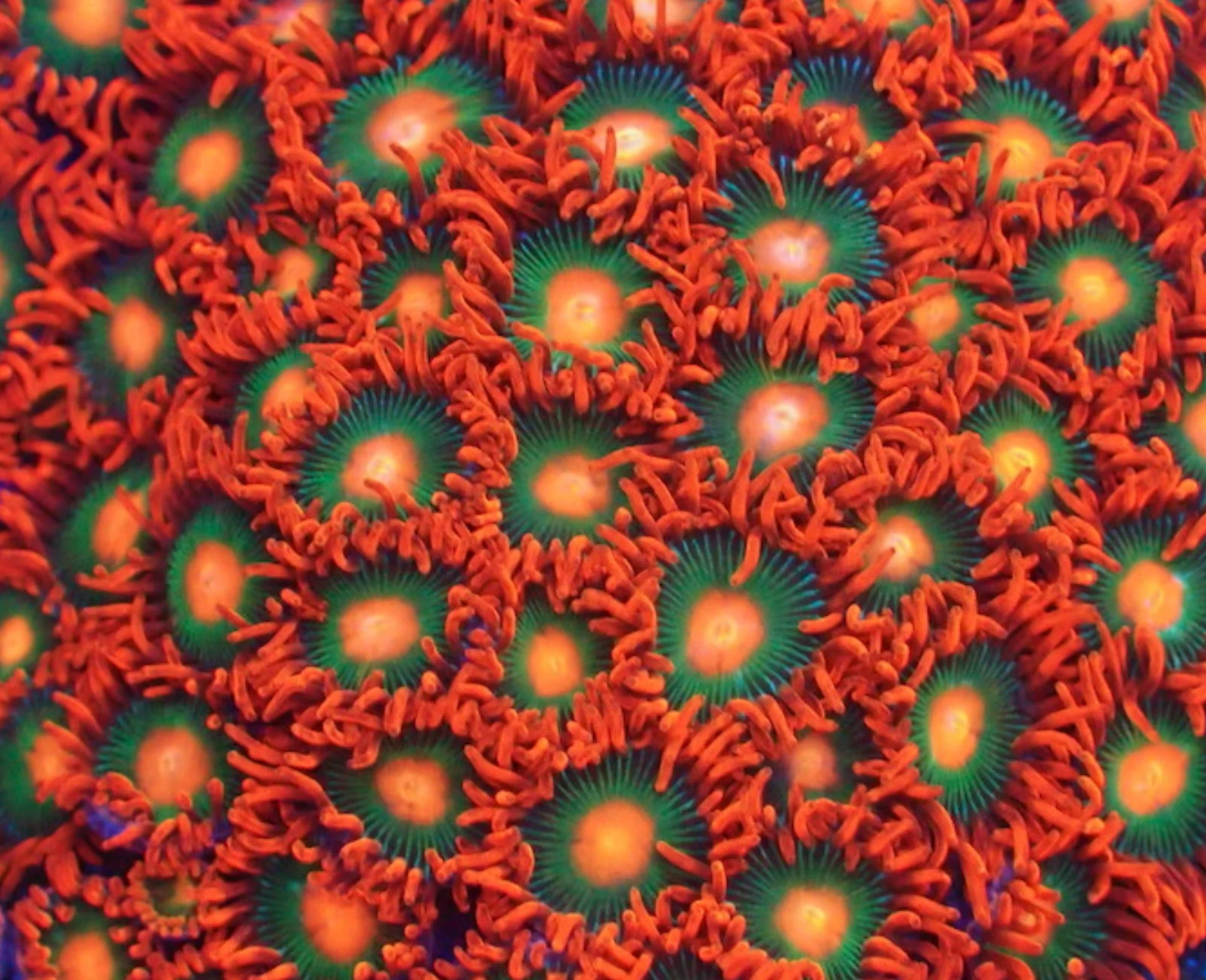Gatorade zoanthid colony