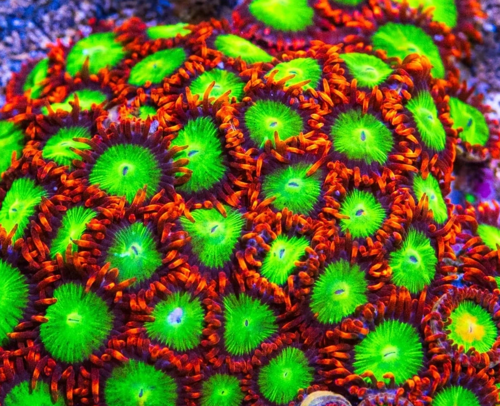 Goblins Fire zoanthid colony
