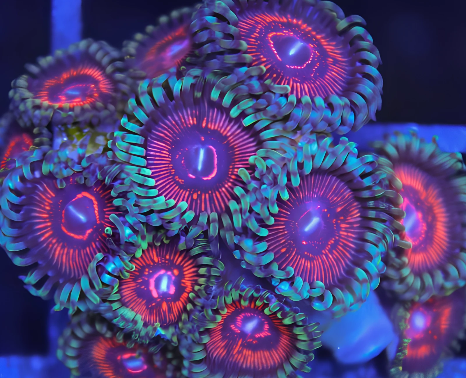 God of War zoanthid colony