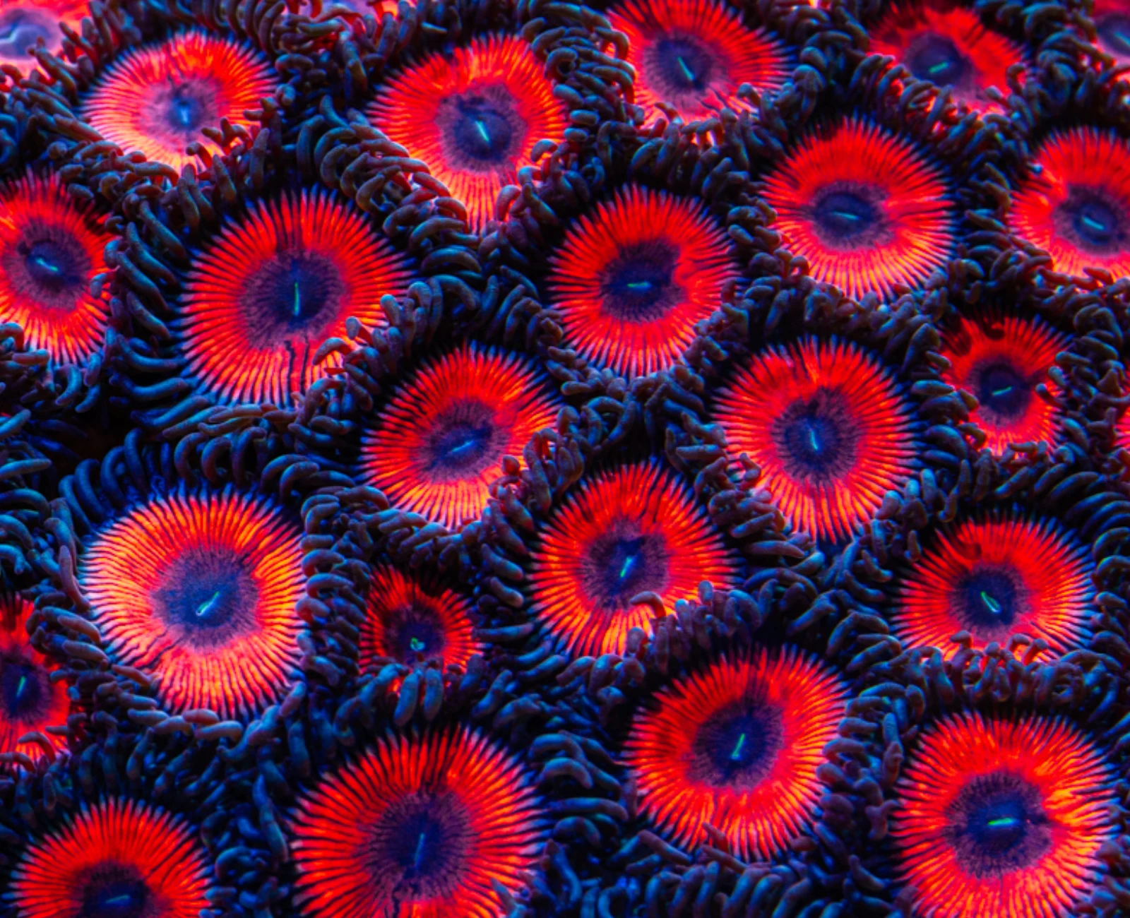 Goochster zoanthid colony