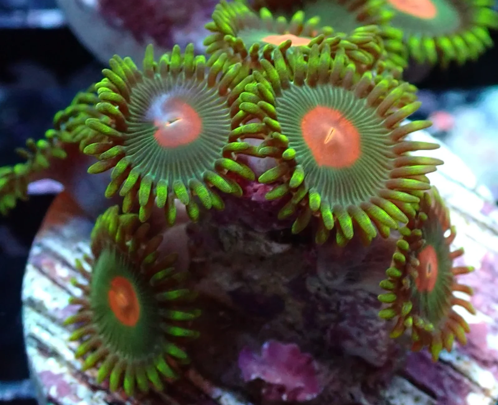 Gorilla Nips zoanthid colony