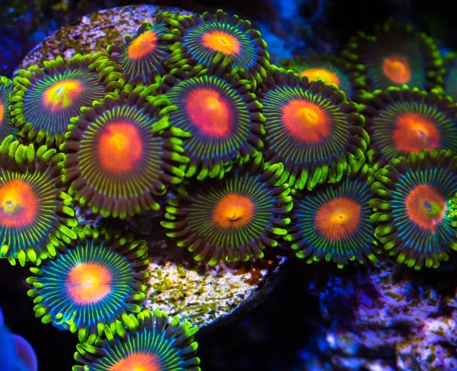 Green Packer zoanthid colony